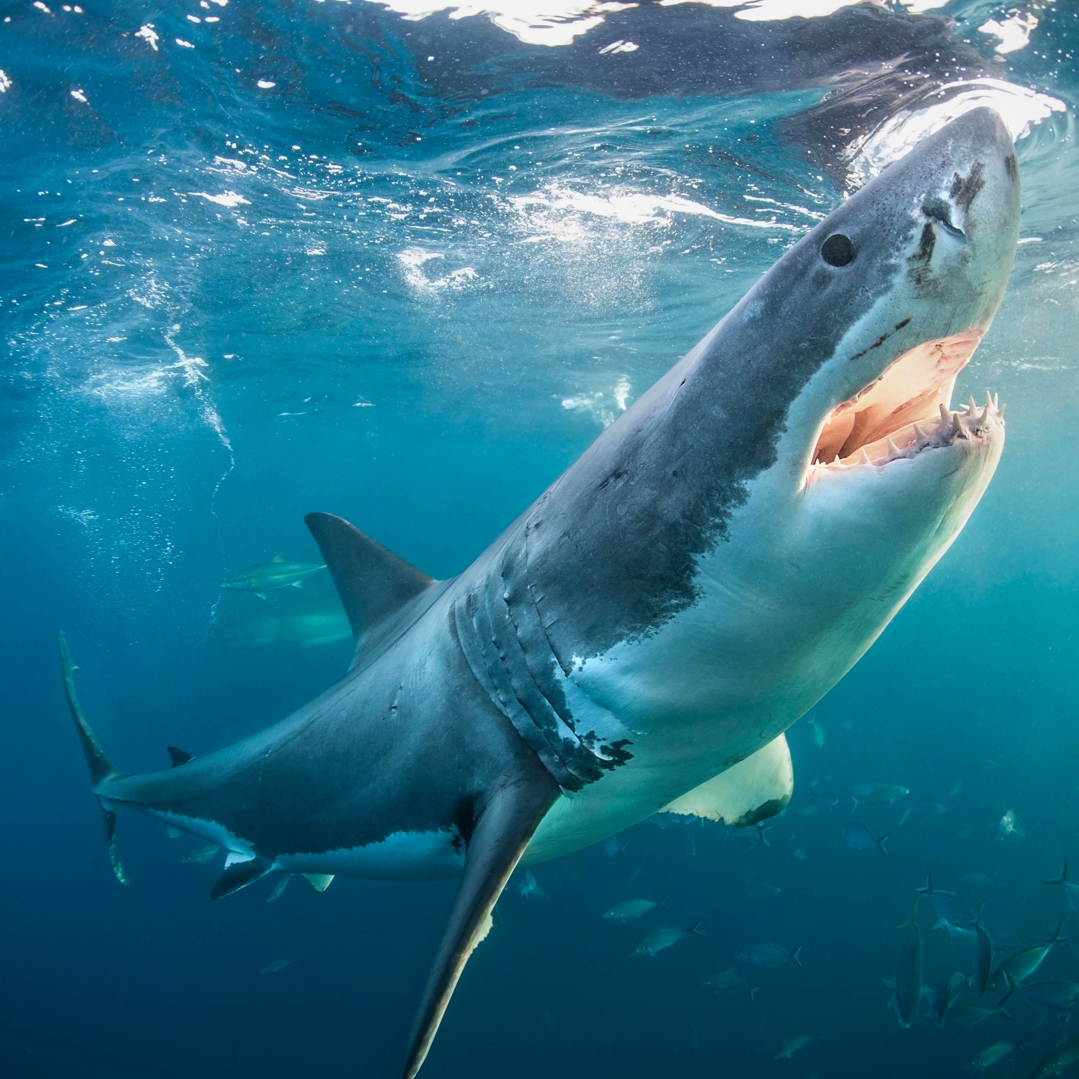 2026 Sharks - Square Wall Calendar