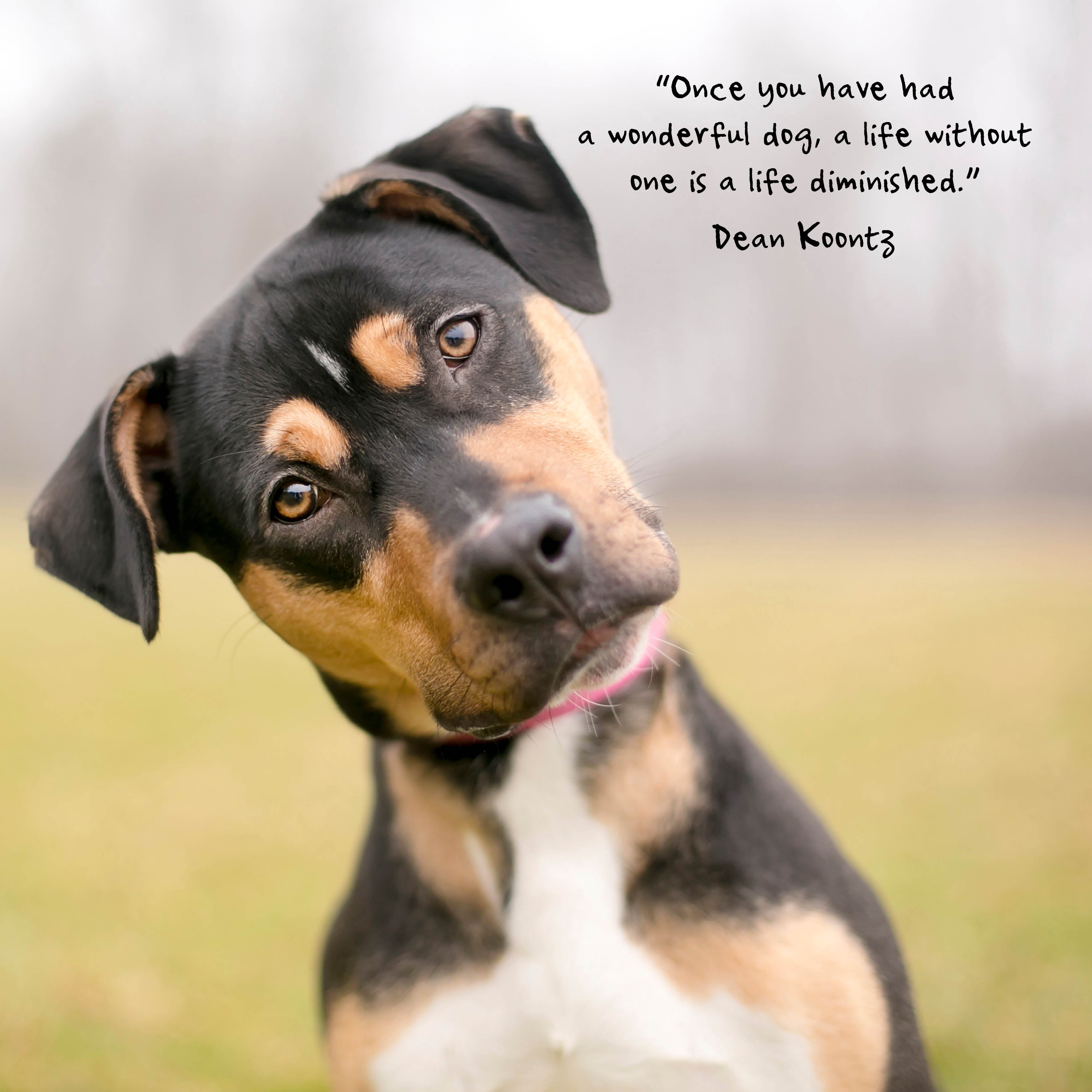 2026 Dogs Life - Square Wall Calendar