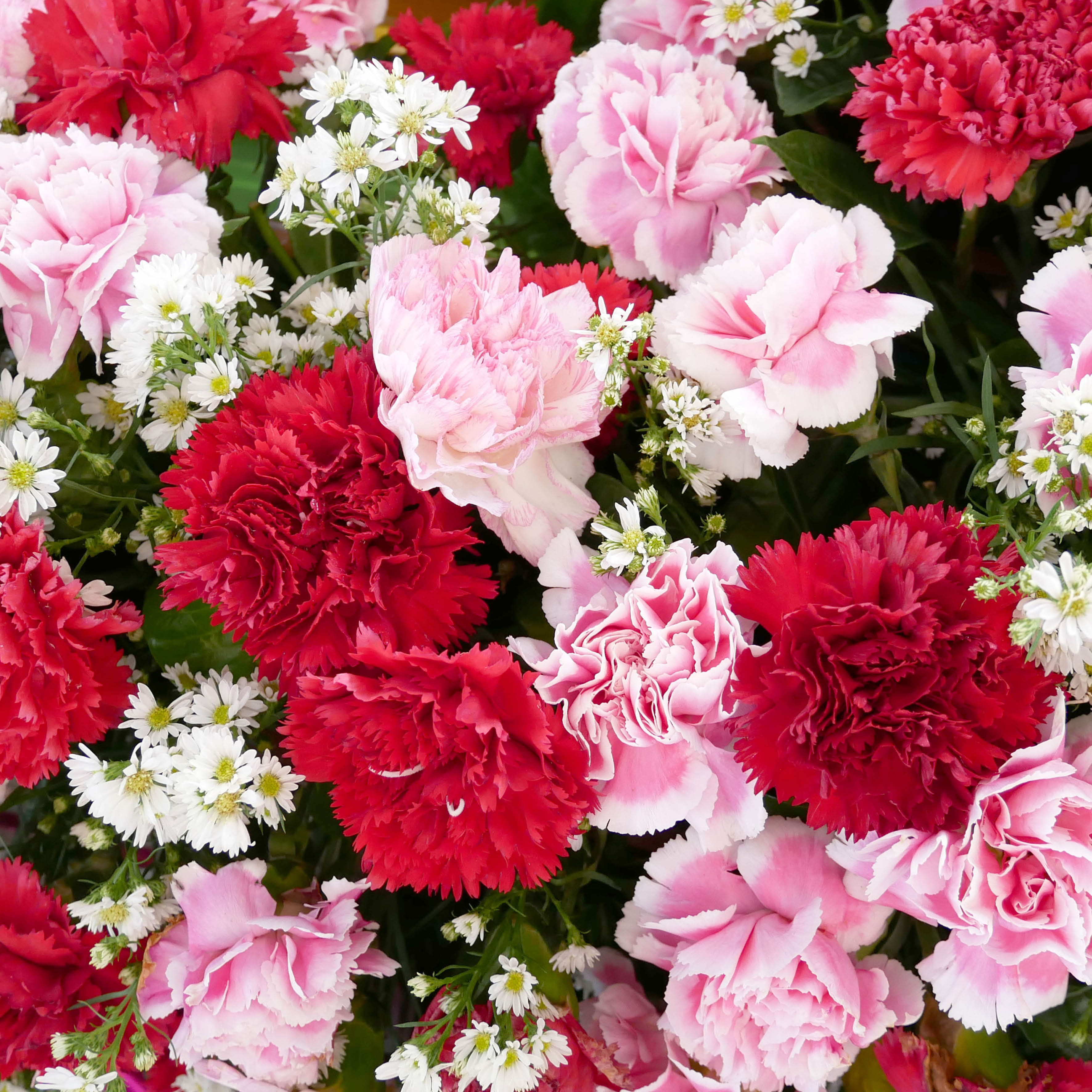 2026 Flower of the Month - Square Wall Calendar