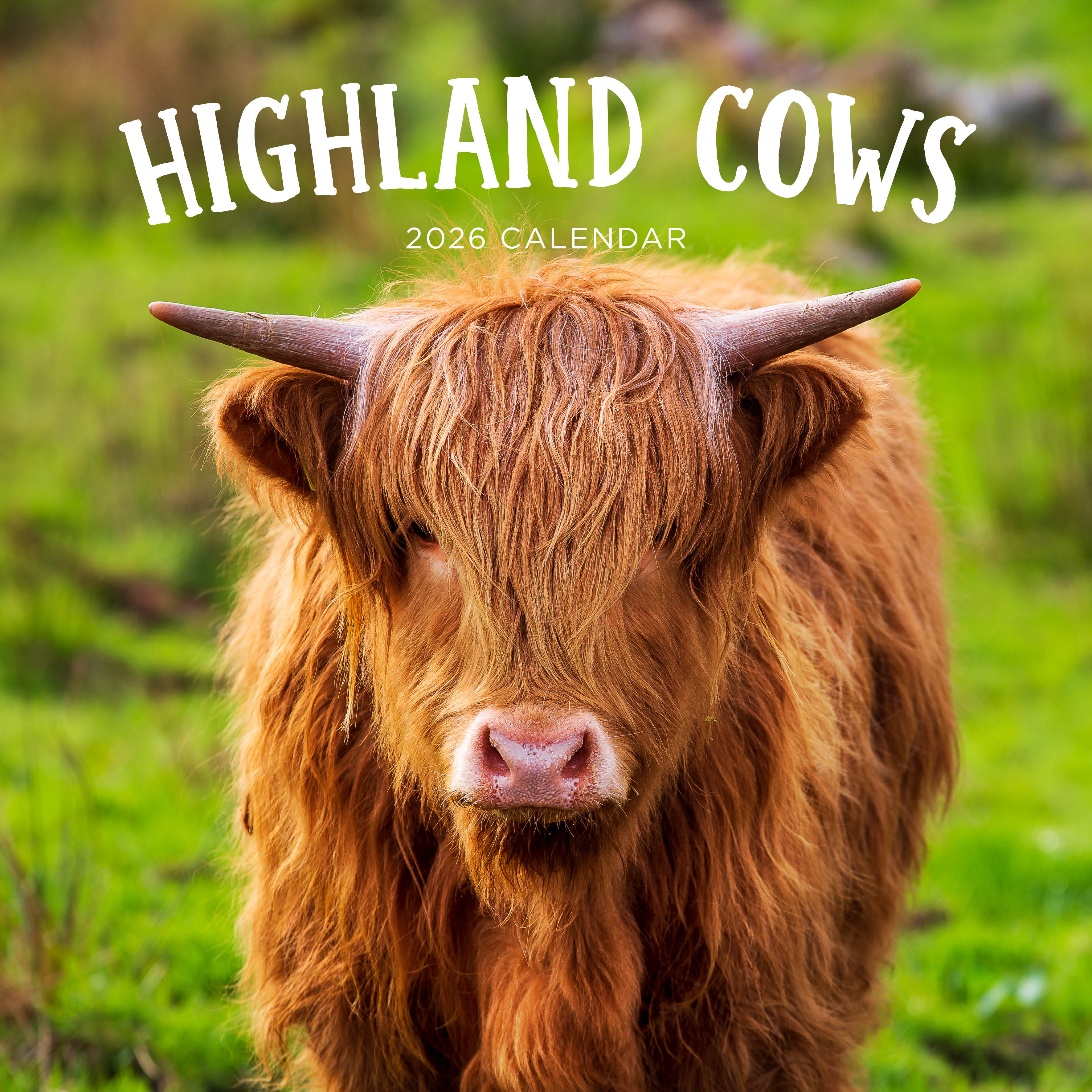 2026 Highland Cows - Square Wall Calendar