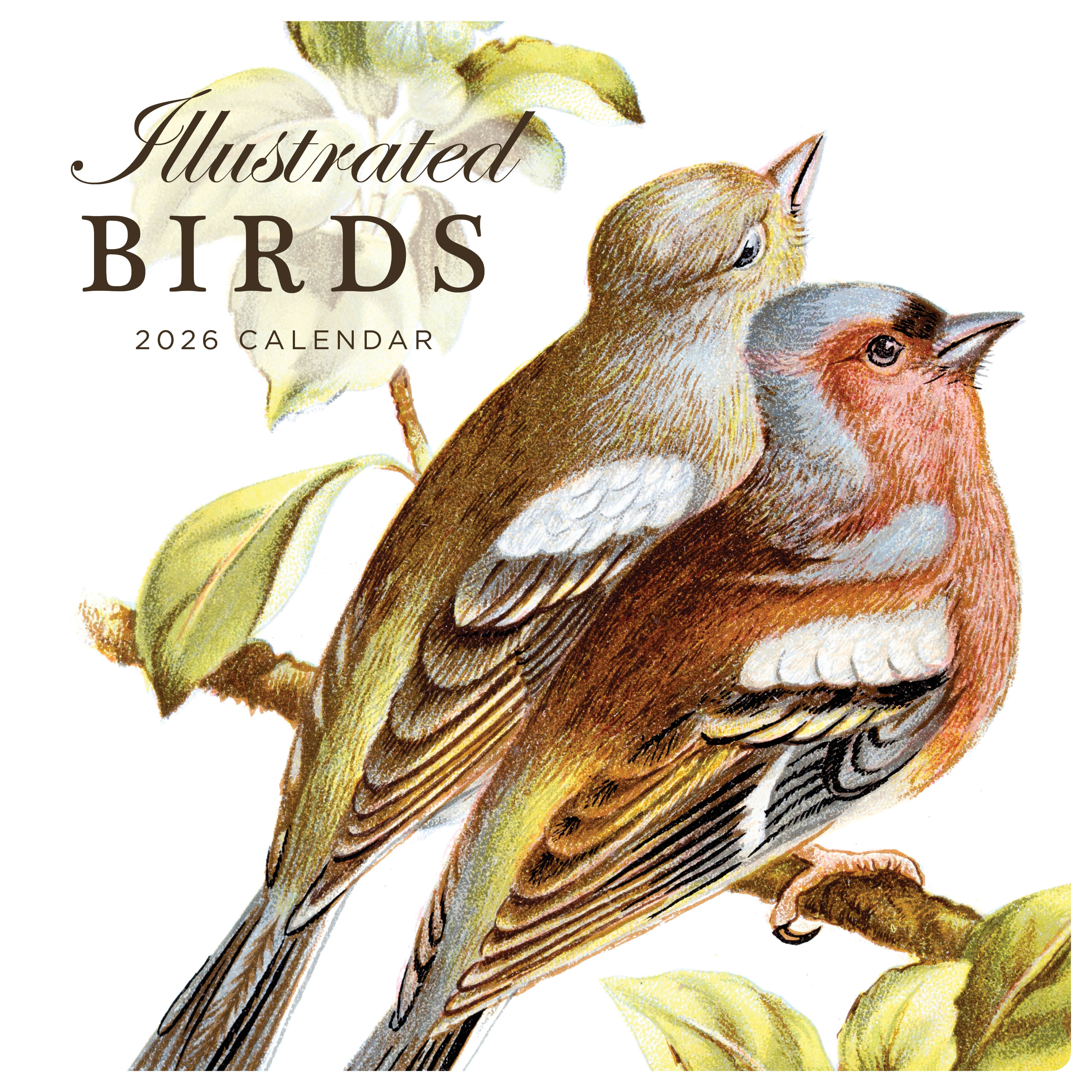 2026 Illustrated Birds - Square Wall Calendar