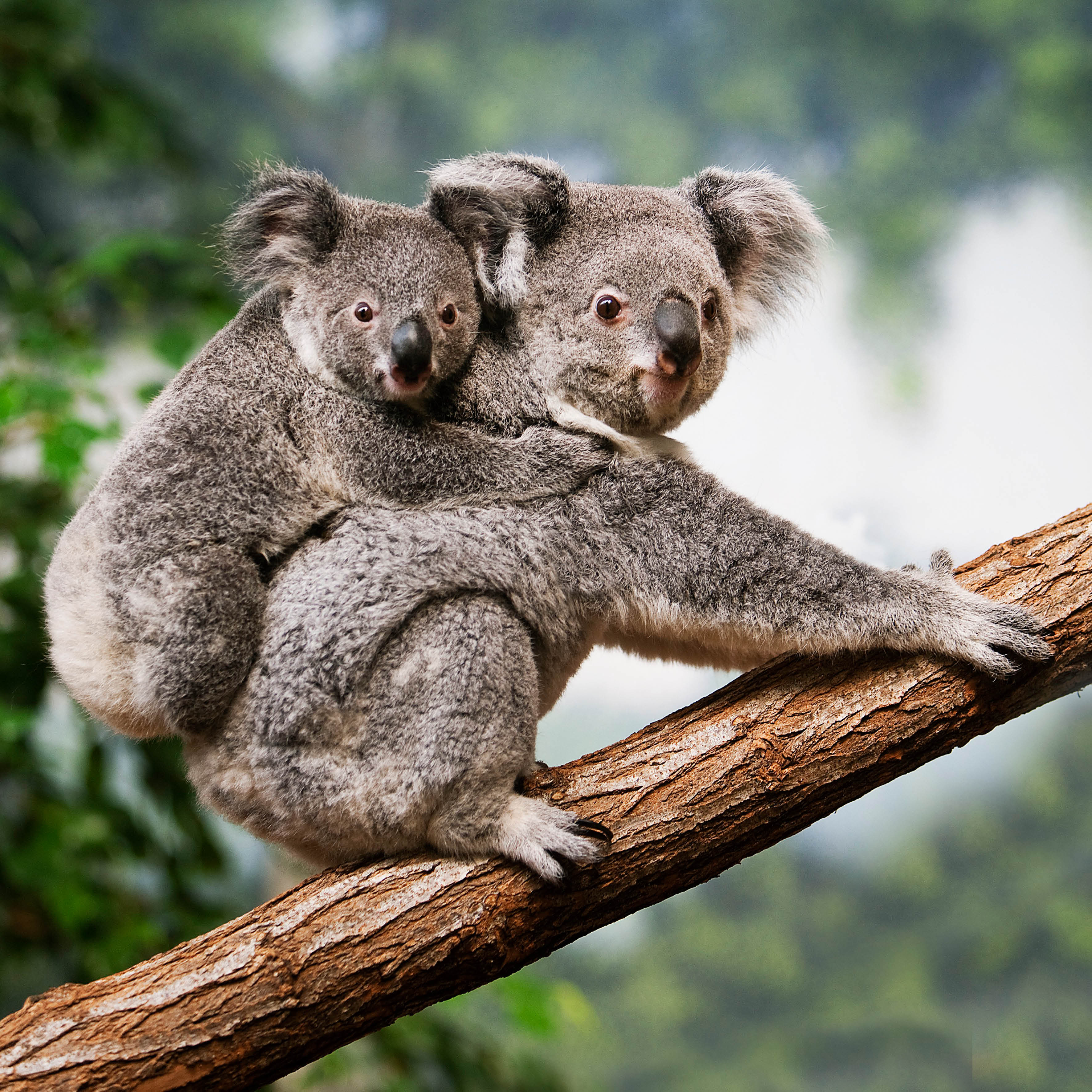 2026 Koalas - Square Wall Calendar