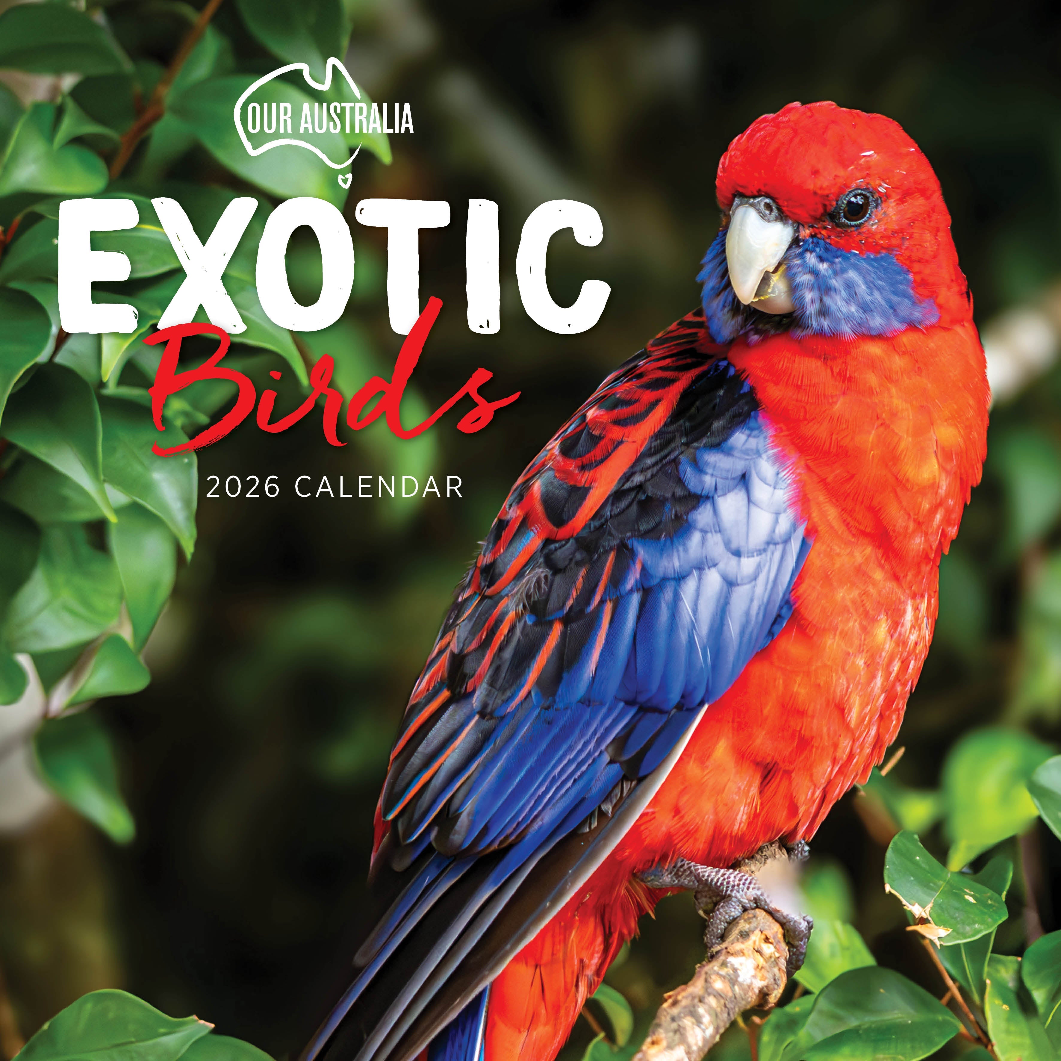 2026 Our Australia Exotic Birds - Square Wall Calendar