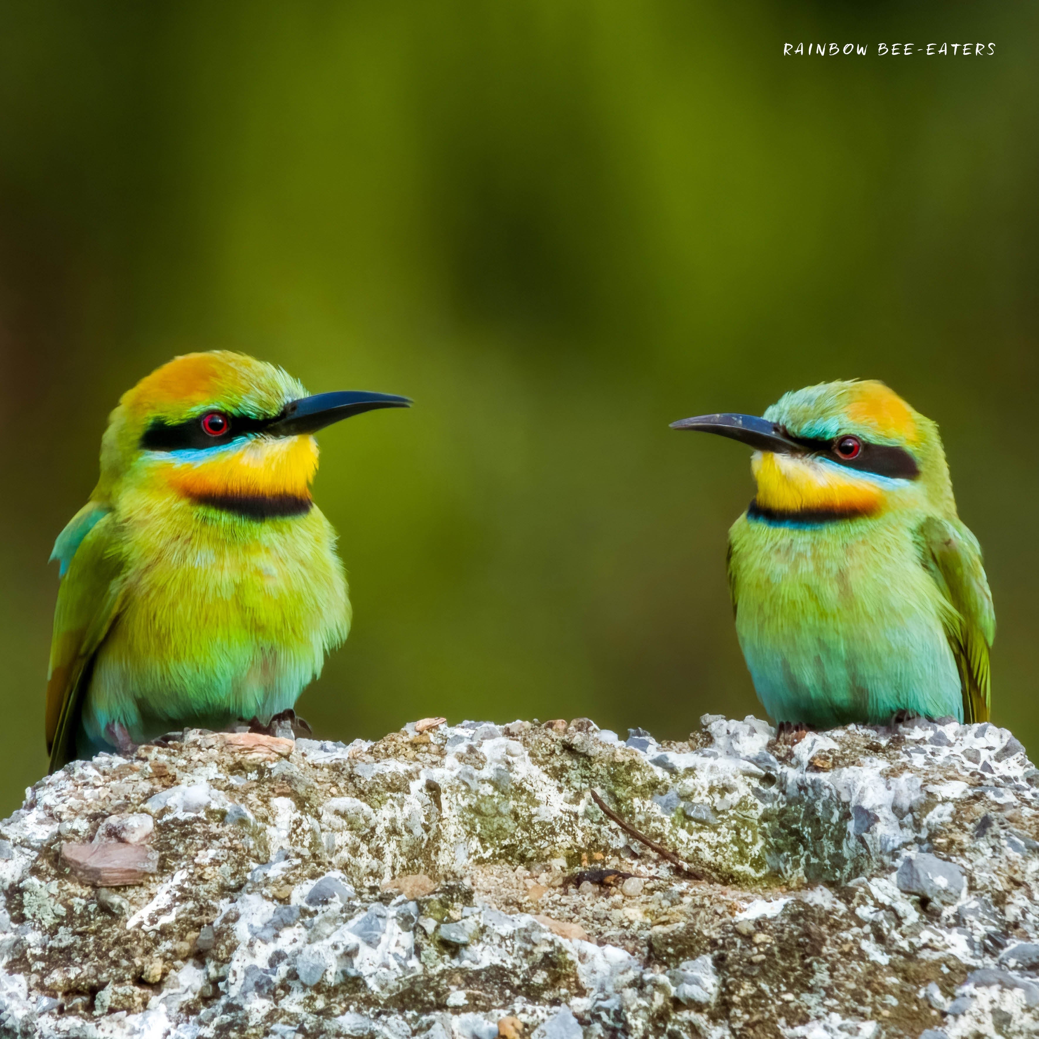 2026 Our Australia Exotic Birds - Square Wall Calendar