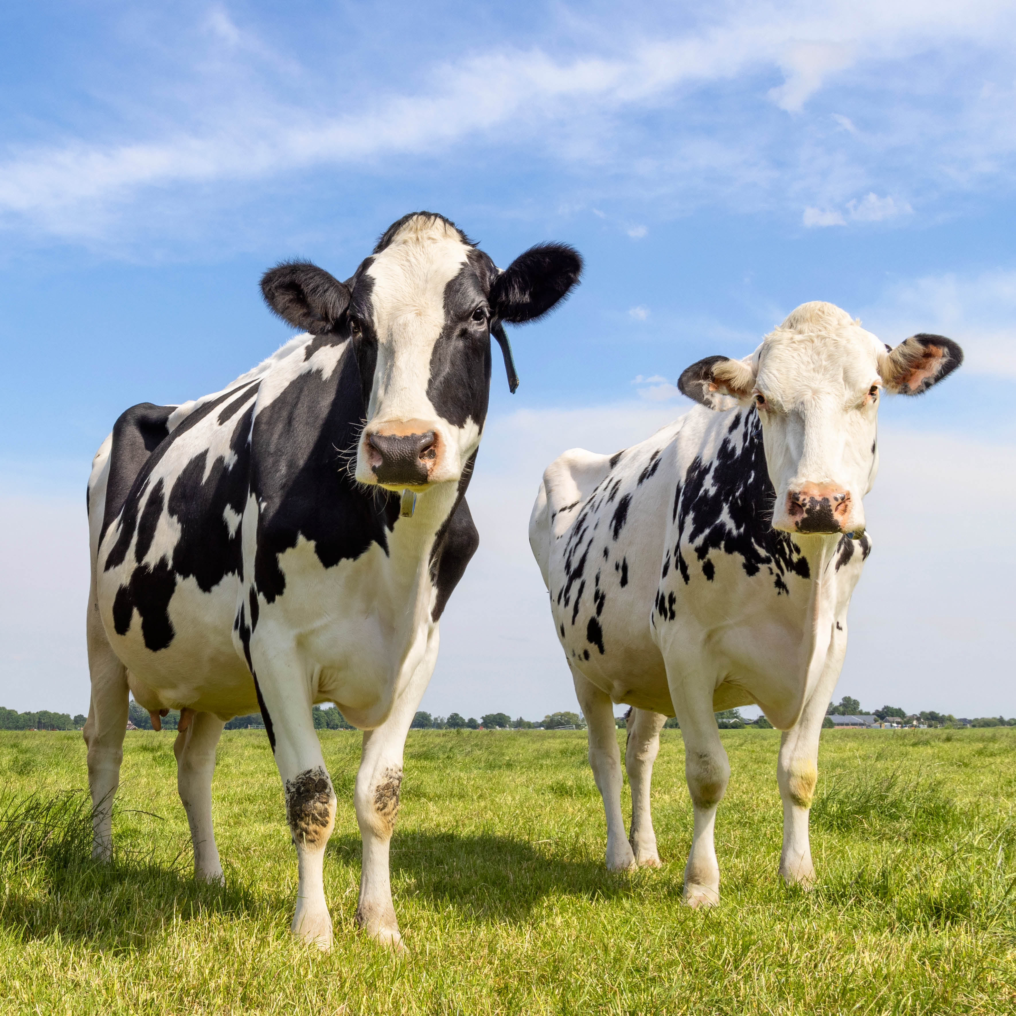 2026 Our Australia Farm Animals - Square Wall Calendar