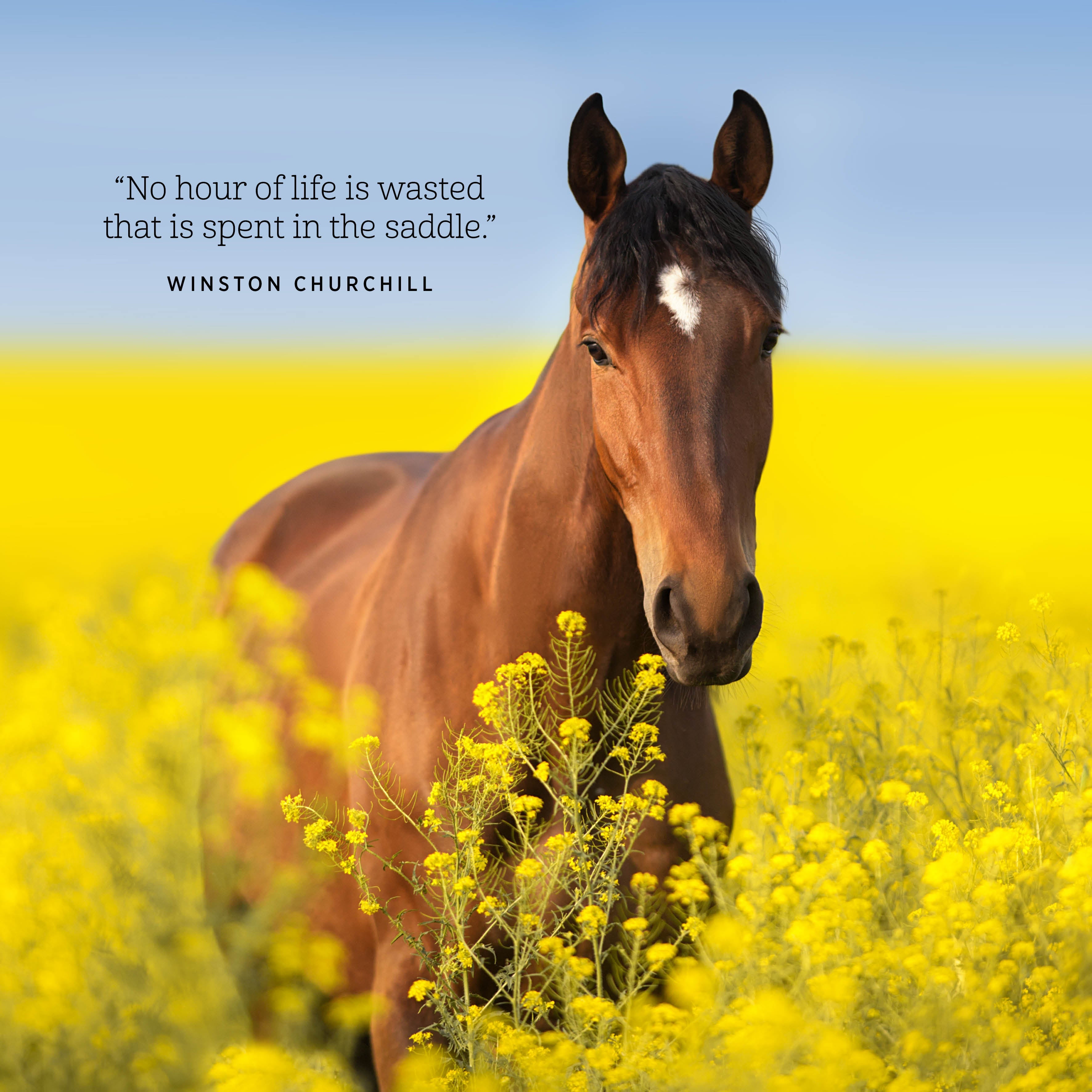 2026 Our Australia Horses at Home - Square Wall Calendar