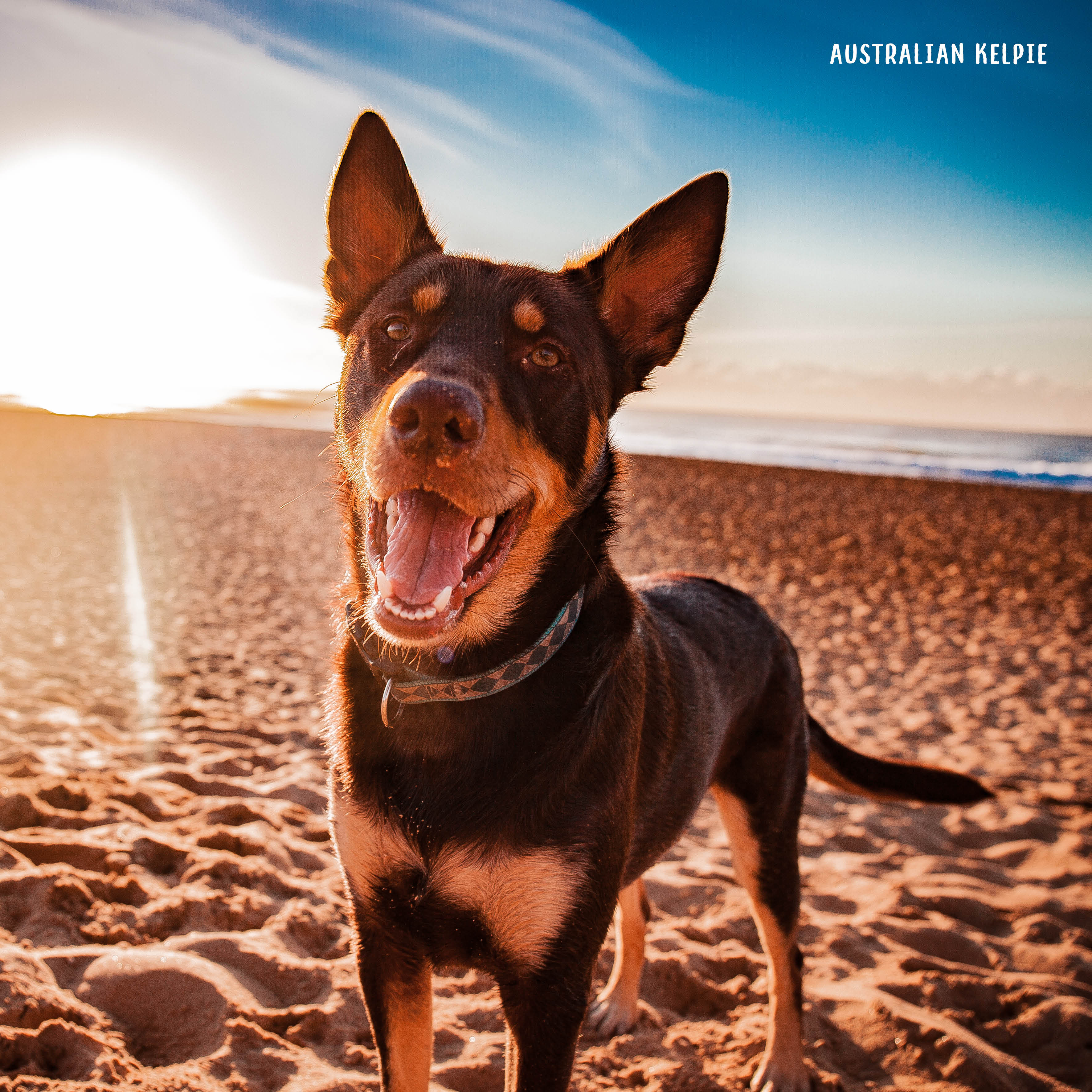 2026 Our Australia Working Dogs - Square Wall Calendar