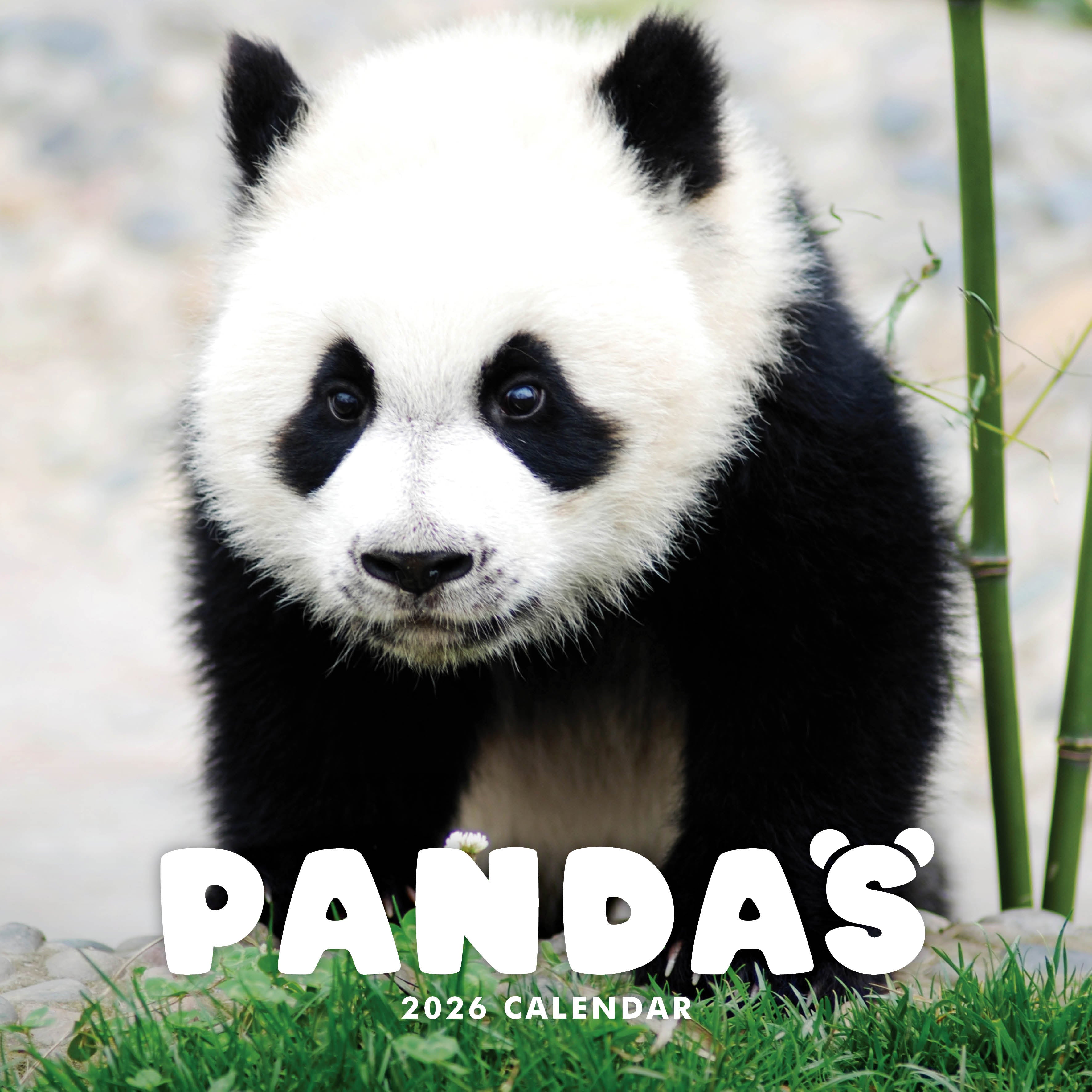 2026 Pandas - Square Wall Calendar