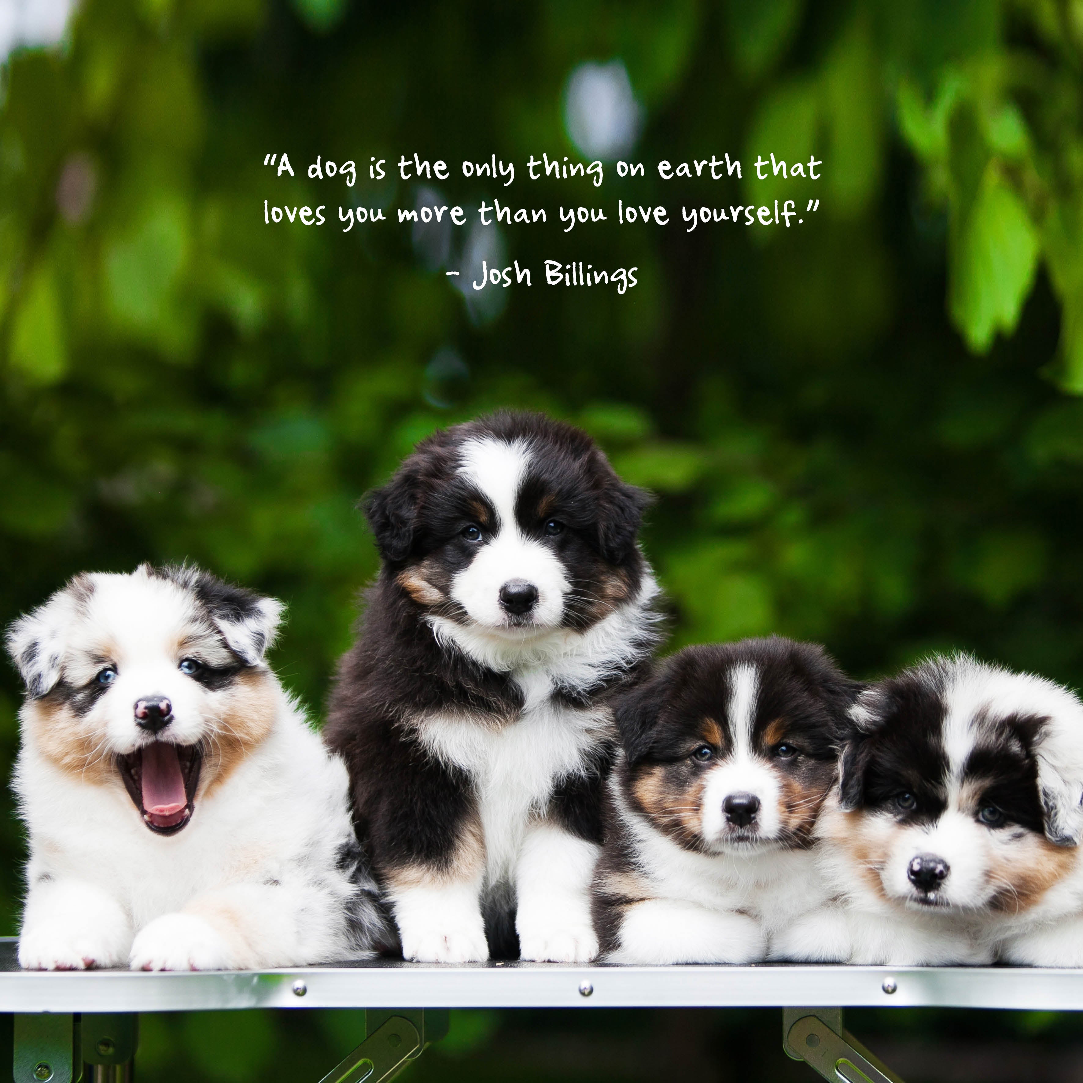2026 Puppies - Square Wall Calendar