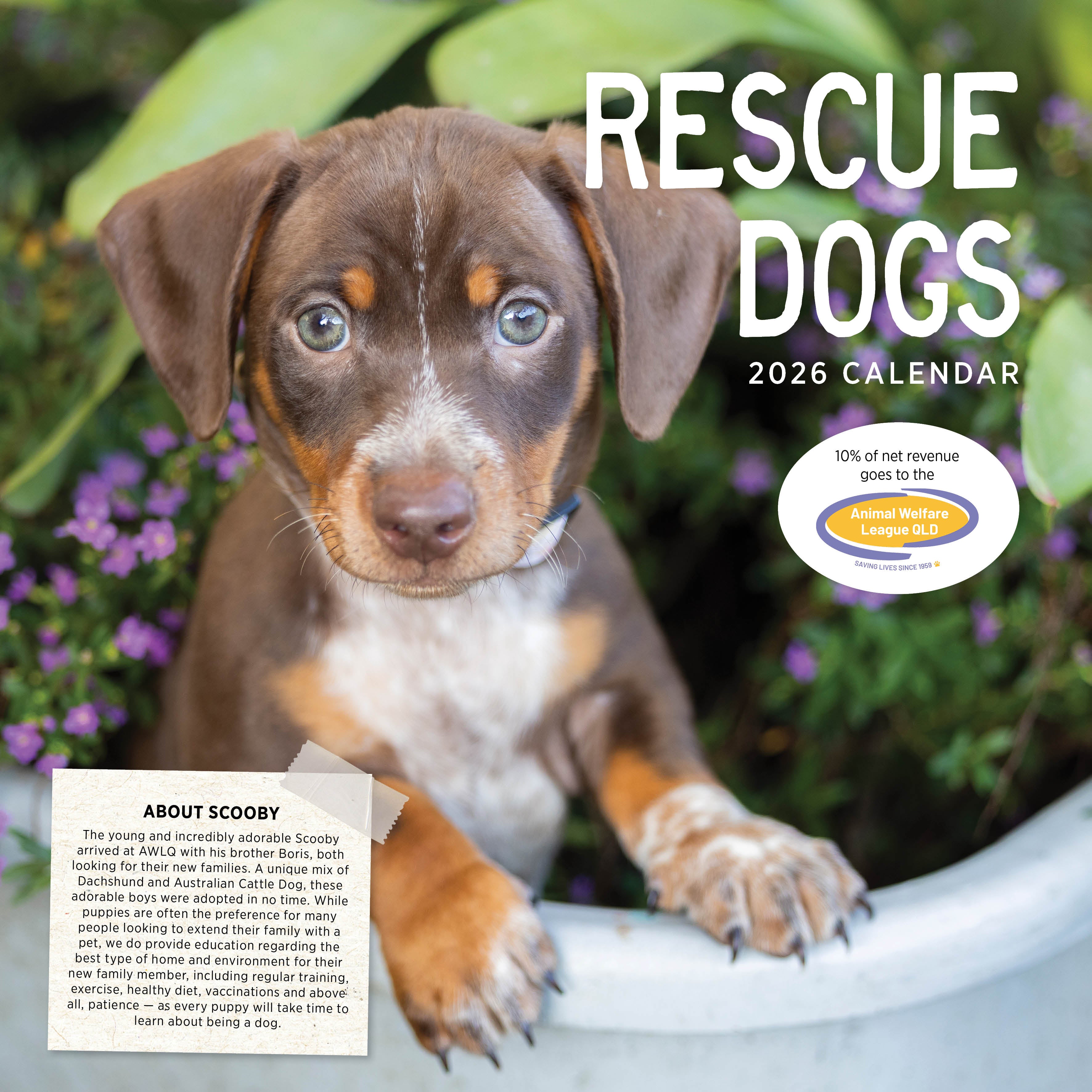 2026 Rescue Dogs - Square Wall Calendar