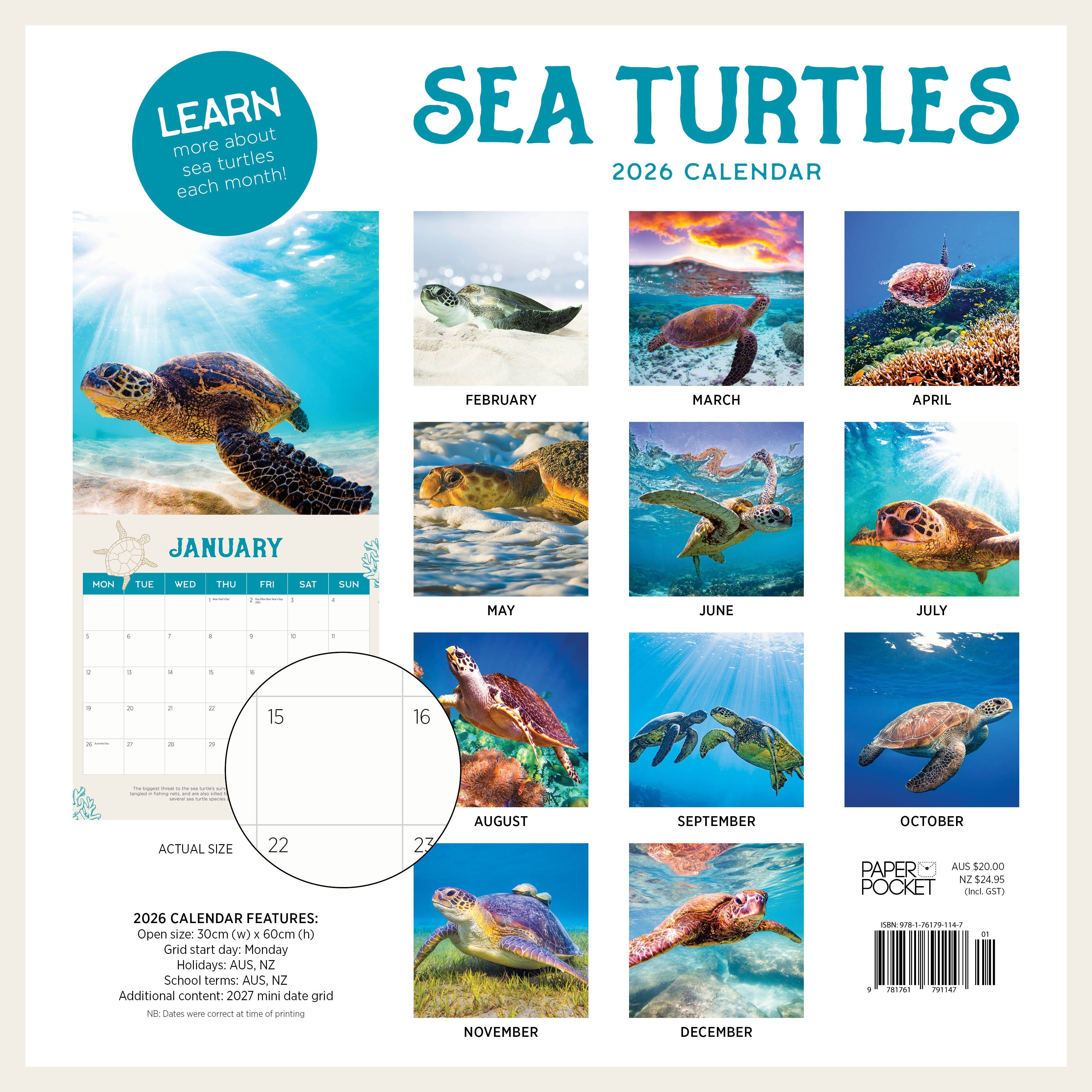 2026 Sea Turtles - Square Wall Calendar