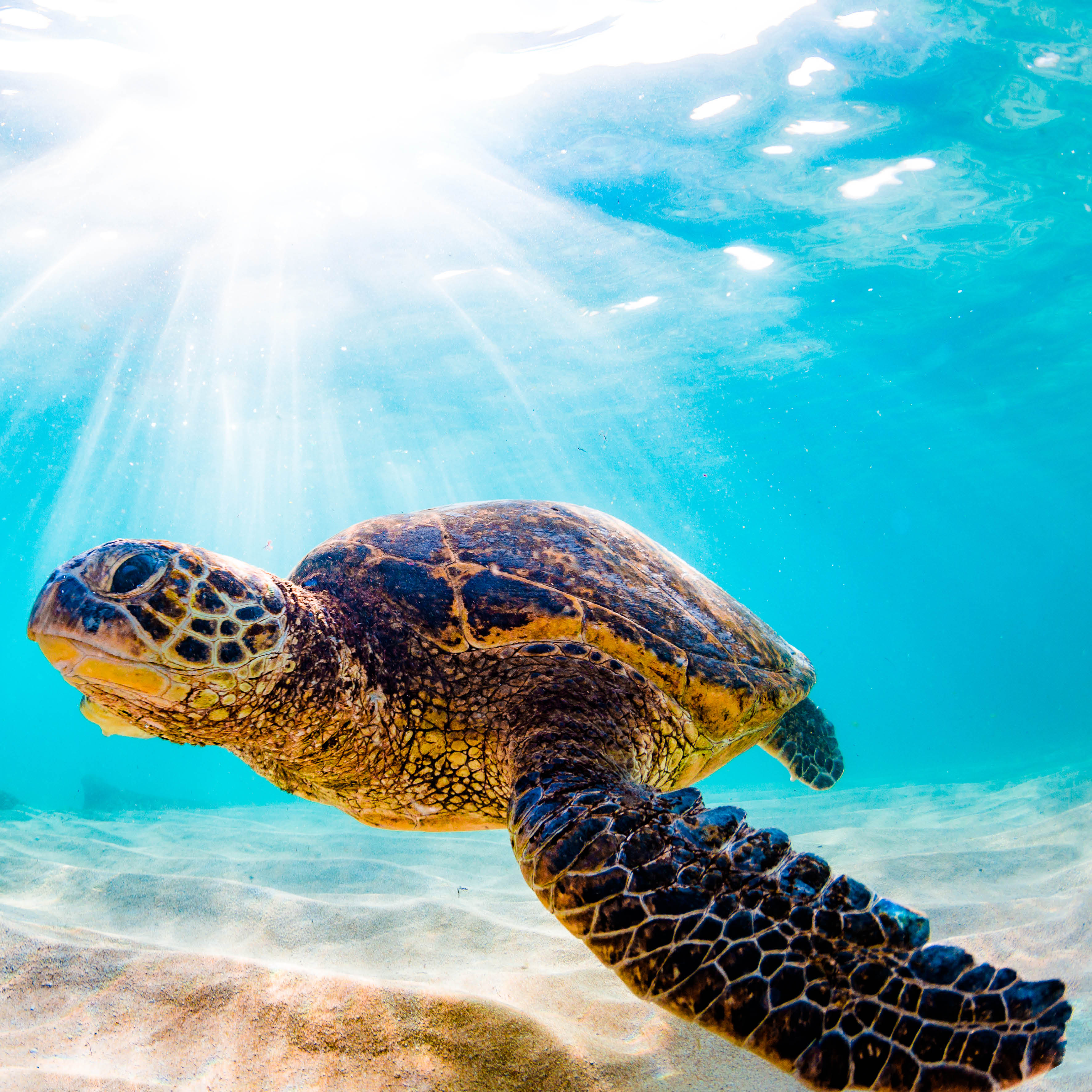 2026 Sea Turtles - Square Wall Calendar