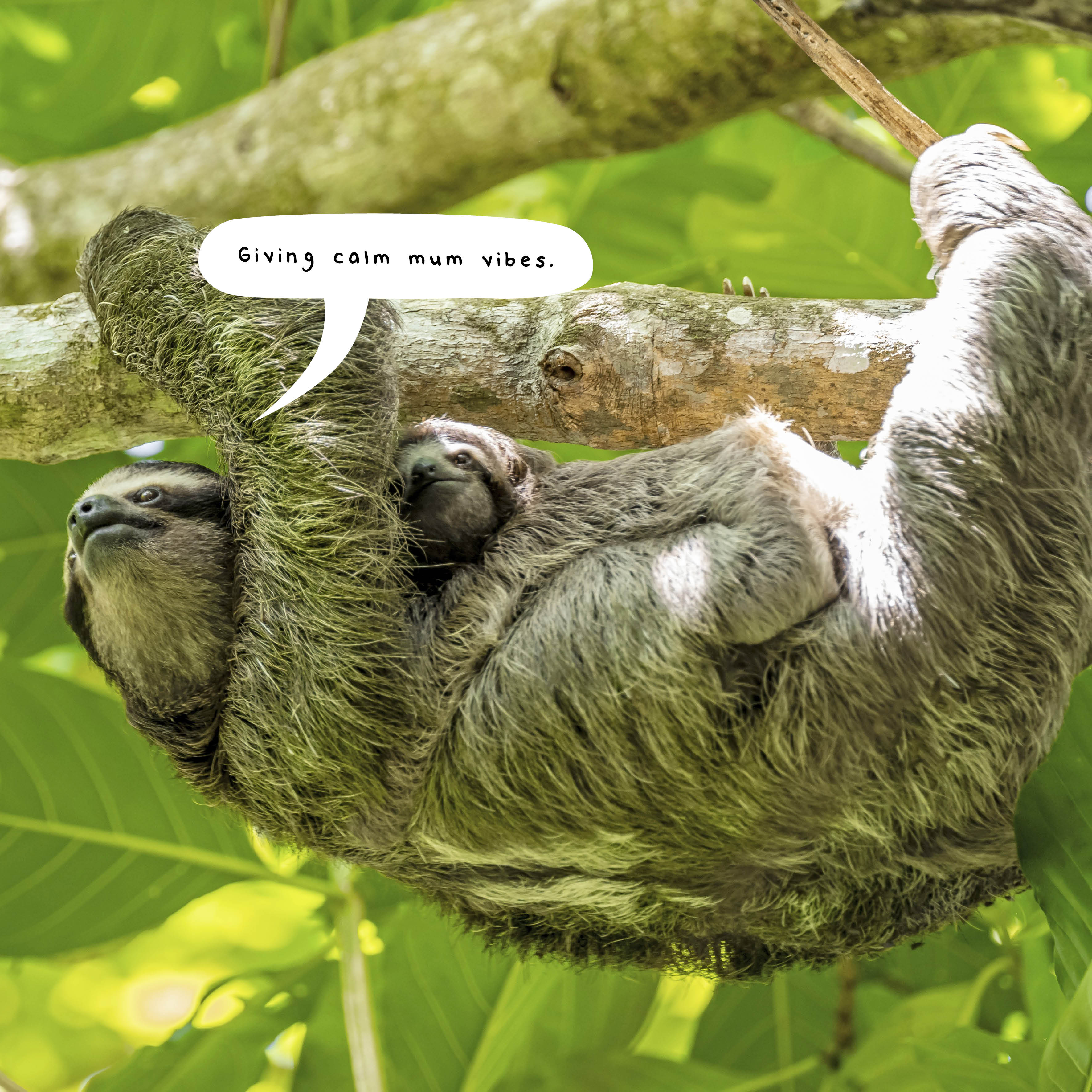2026 Sloths - Square Wall Calendar