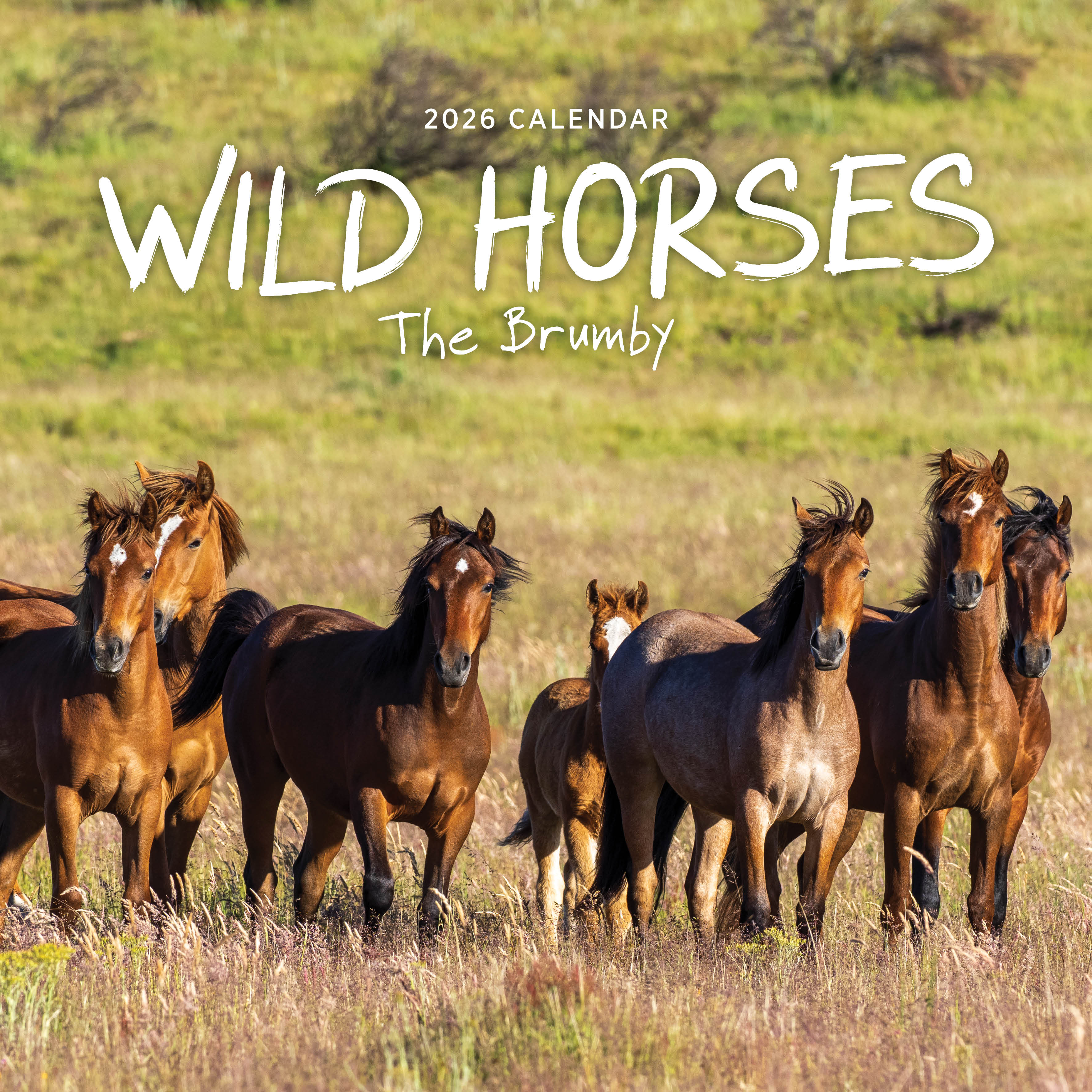 2026 Wild Horses (The Brumby) - Square Wall Calendar