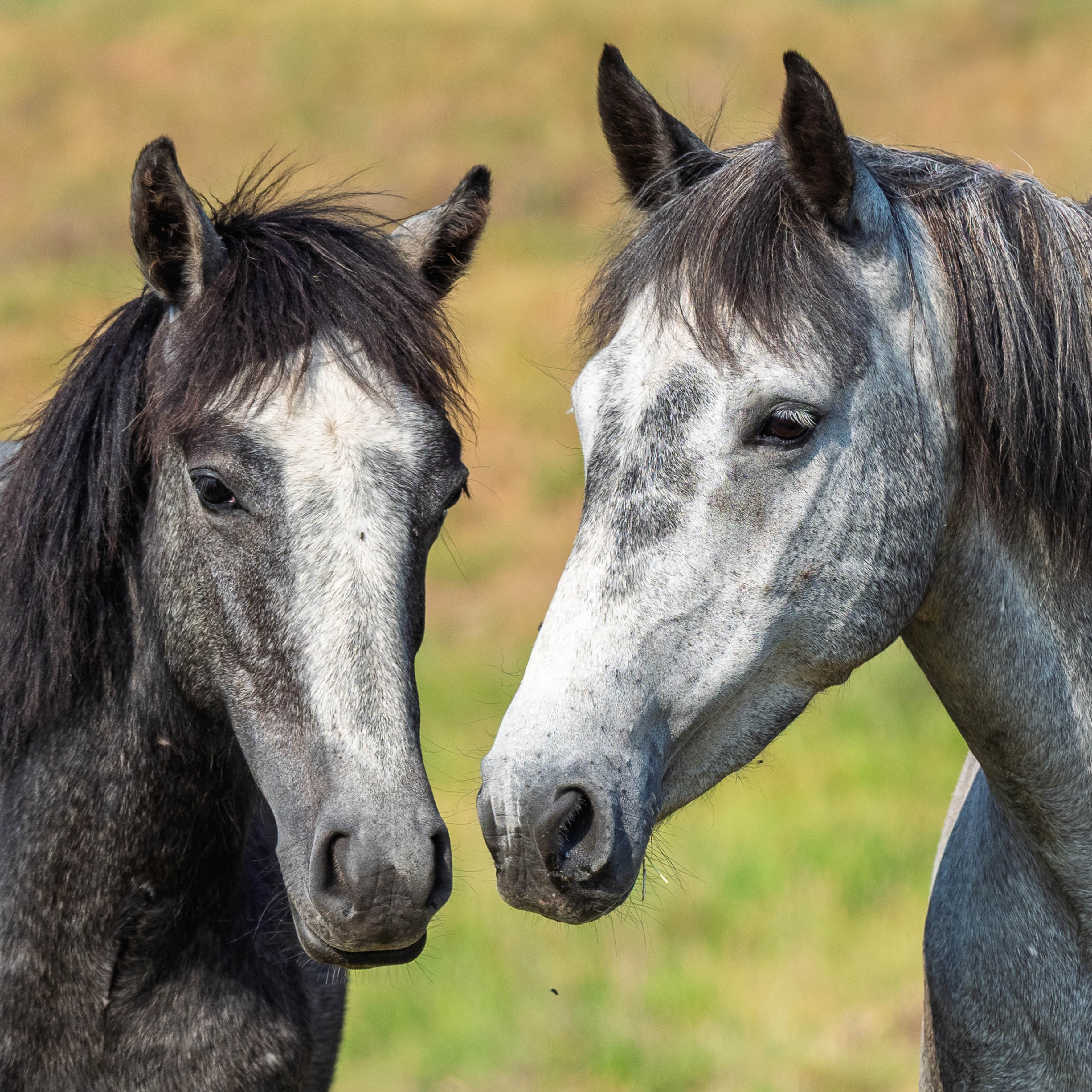 2026 Wild Horses (The Brumby) - Square Wall Calendar