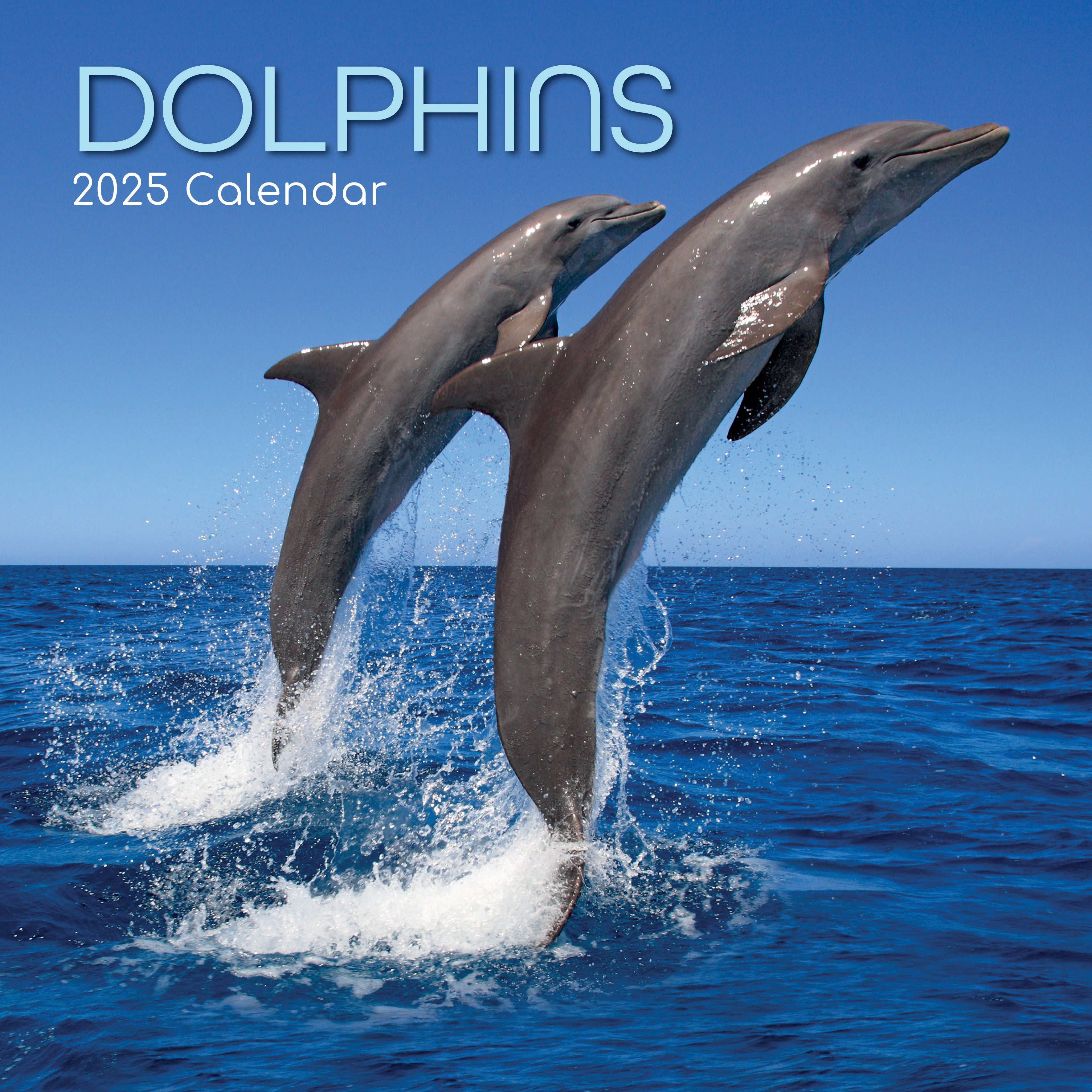 2025 Dolphins Square Wall Calendar