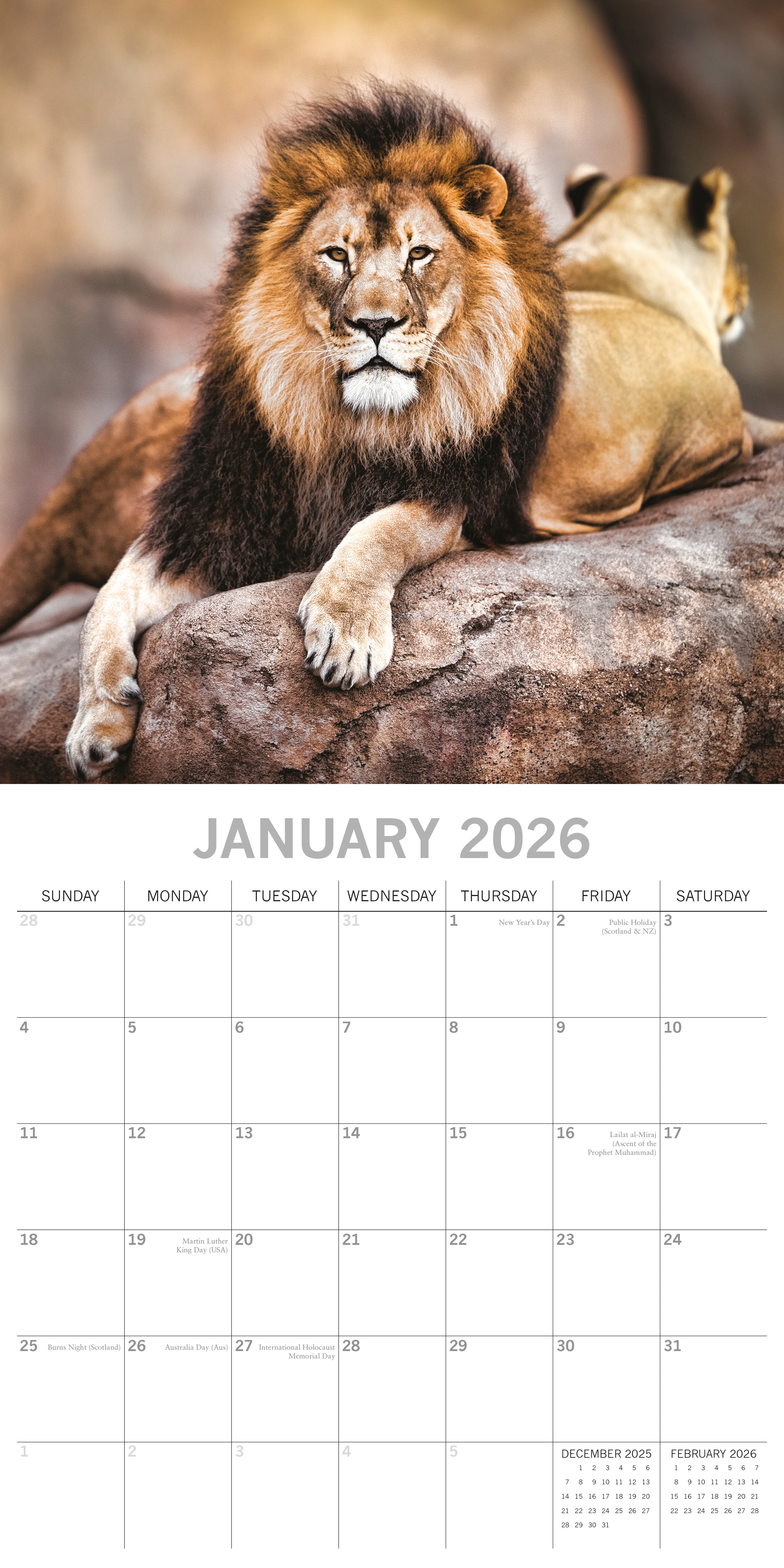 2026 Big Cats - Square Wall Calendar