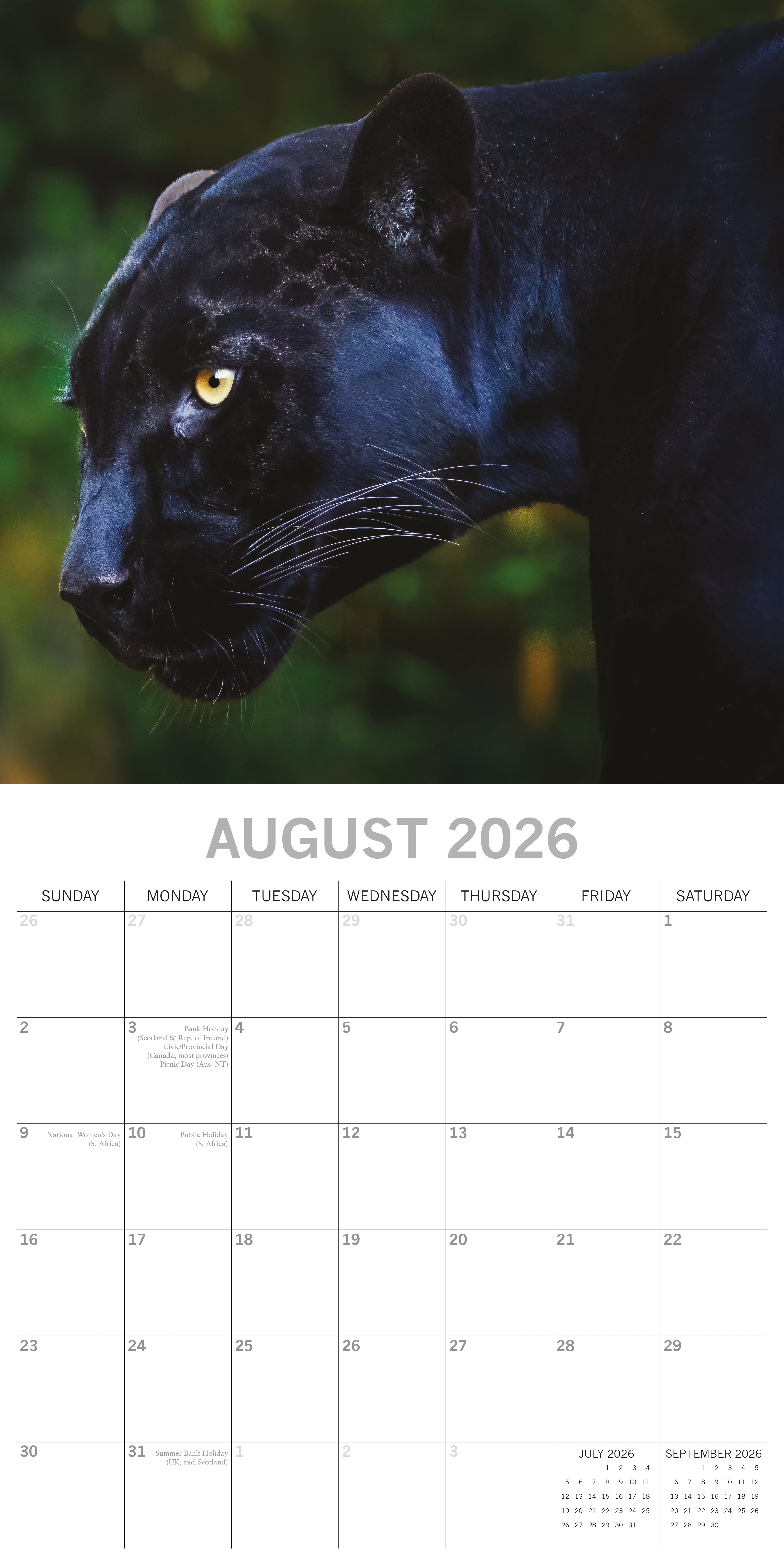 2026 Big Cats - Square Wall Calendar