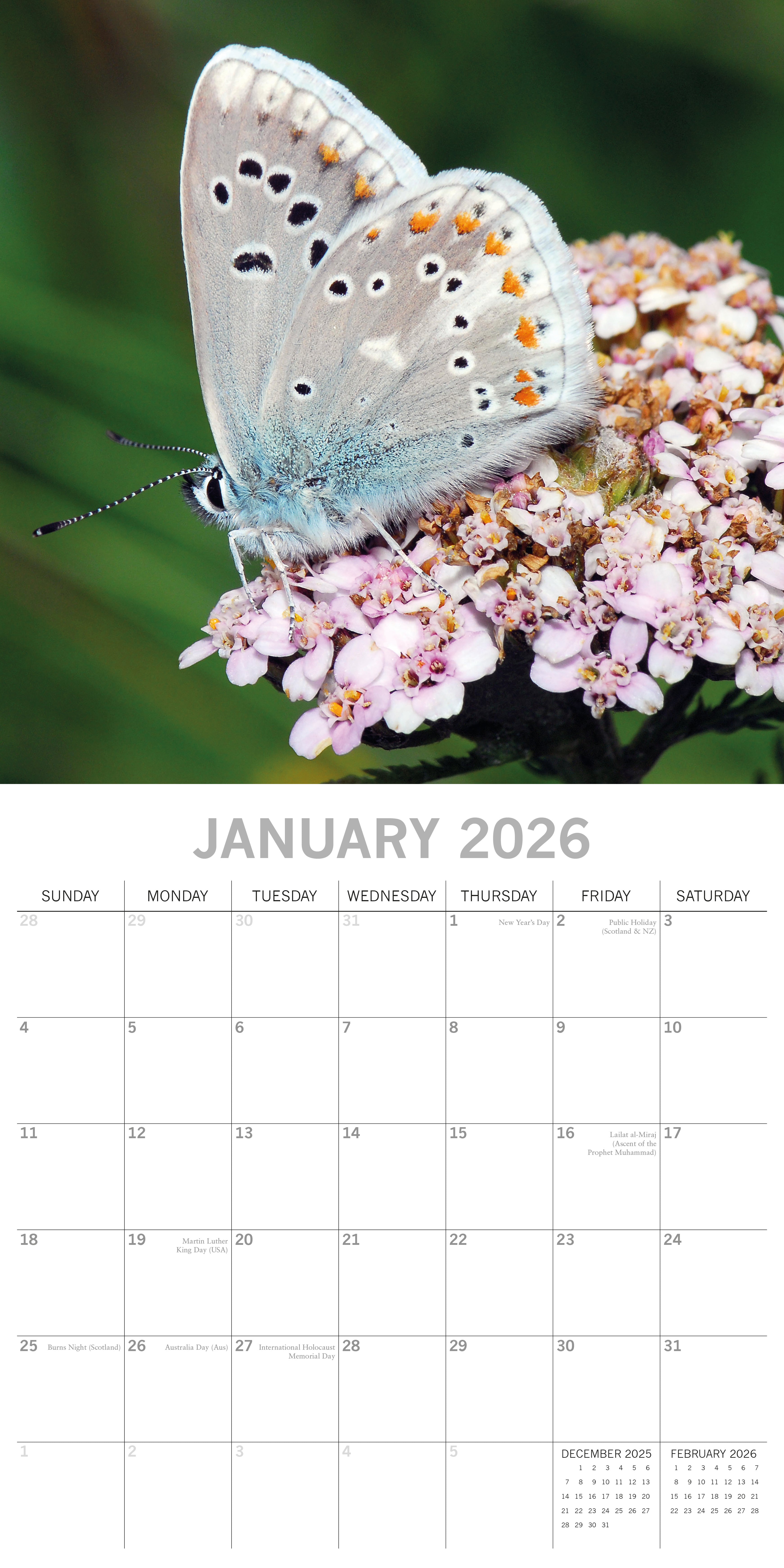 2026 Butterflies - Square Wall Calendar