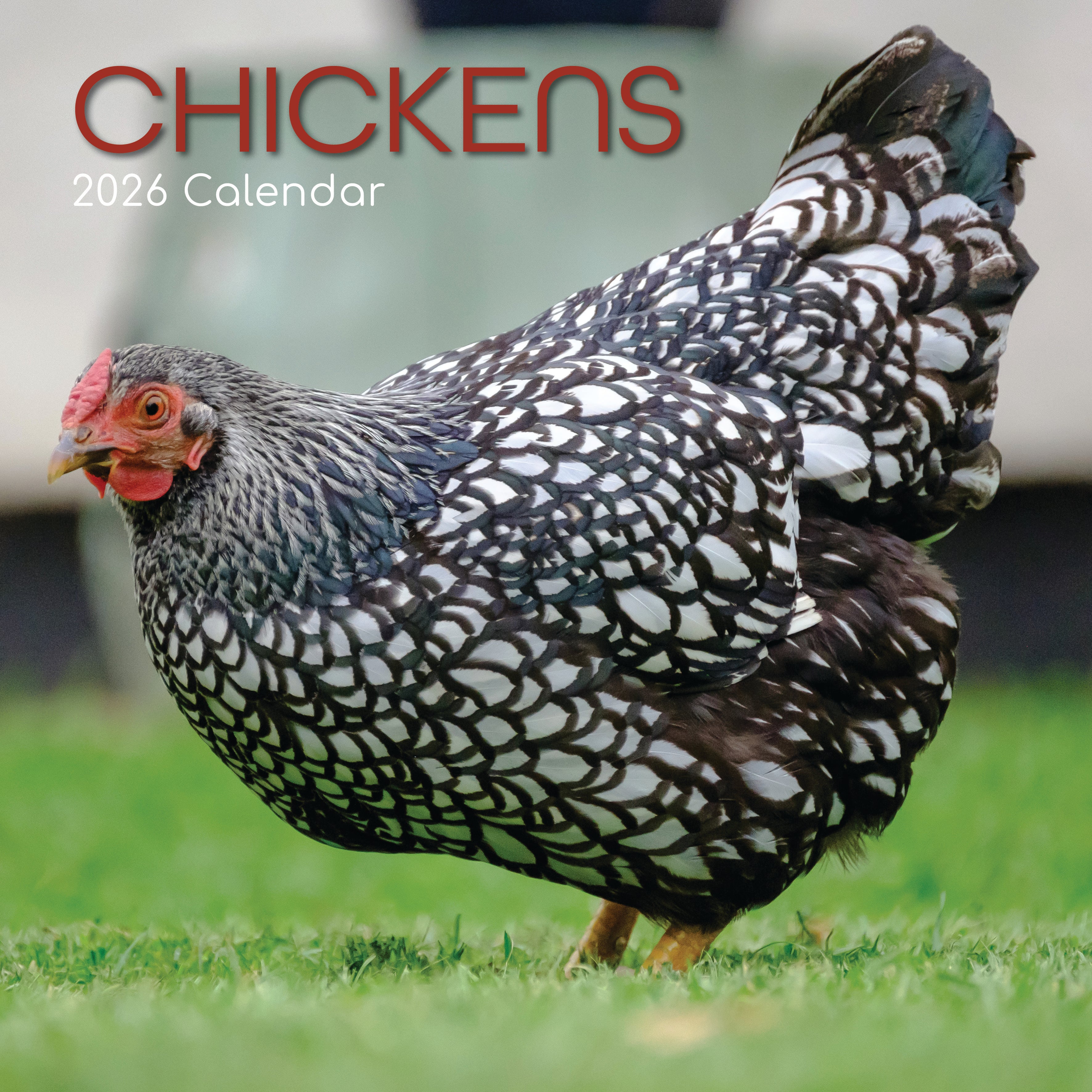 2026 Chickens - Square Wall Calendar