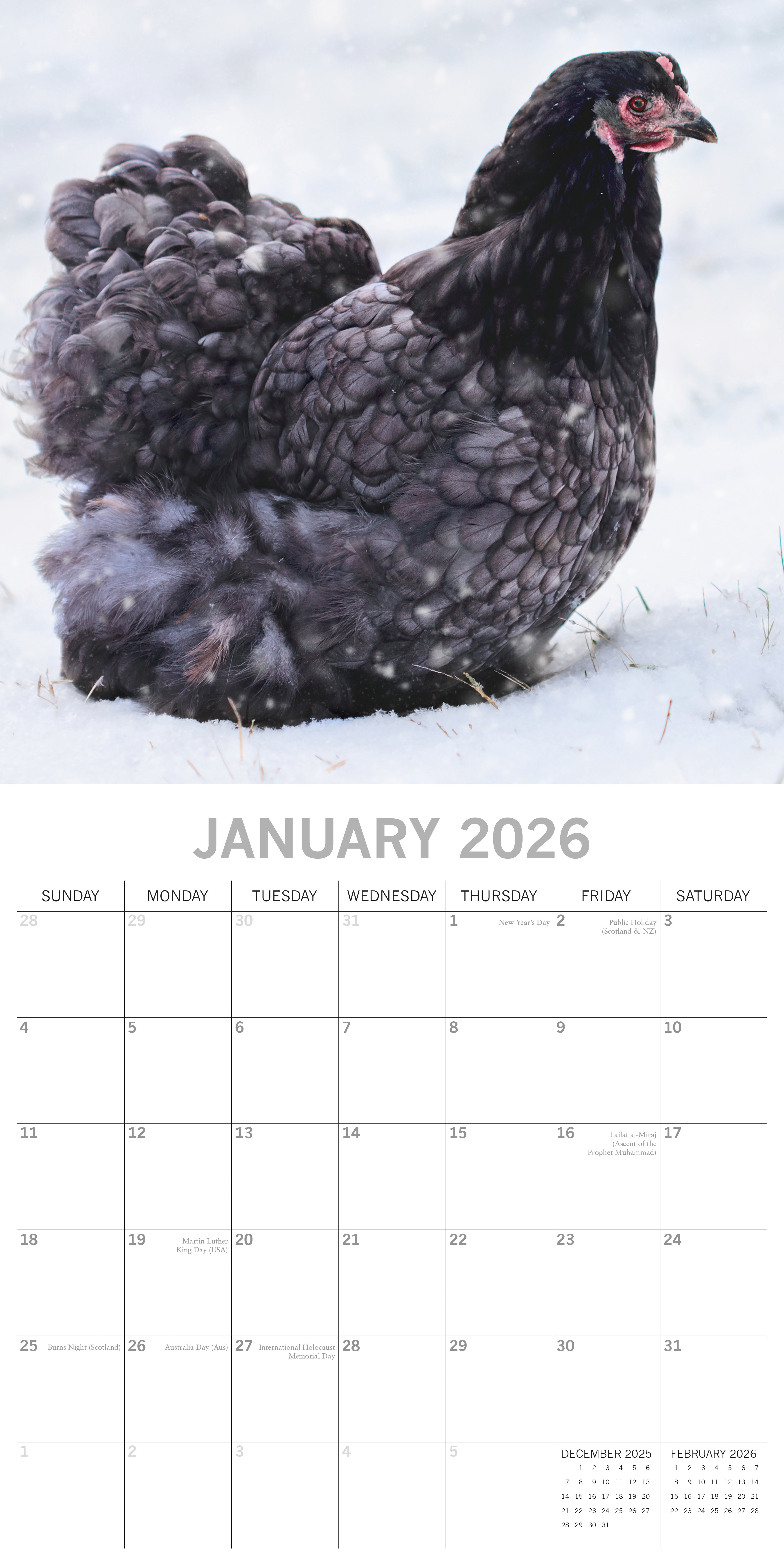 2026 Chickens - Square Wall Calendar