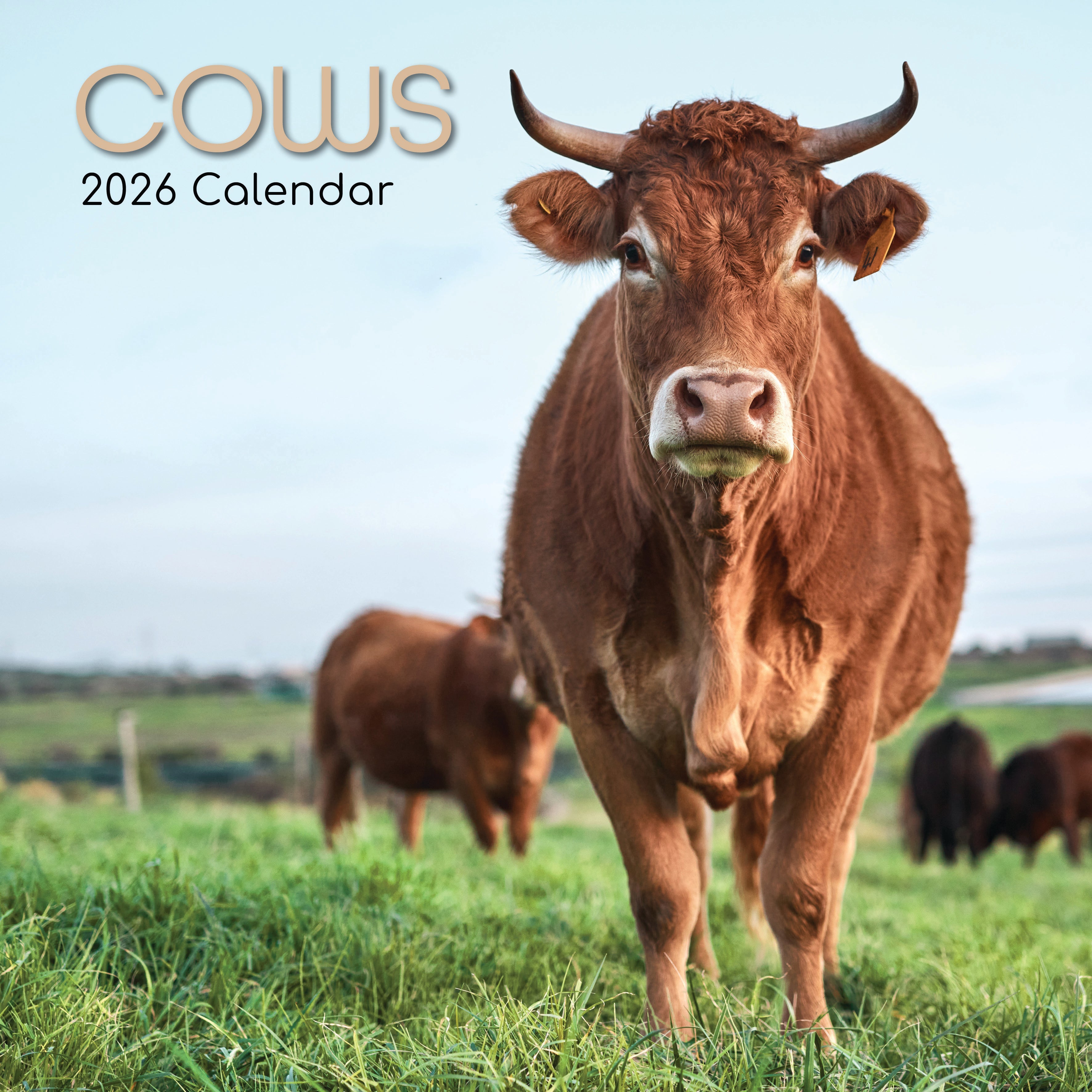 2026 Cows - Square Wall Calendar