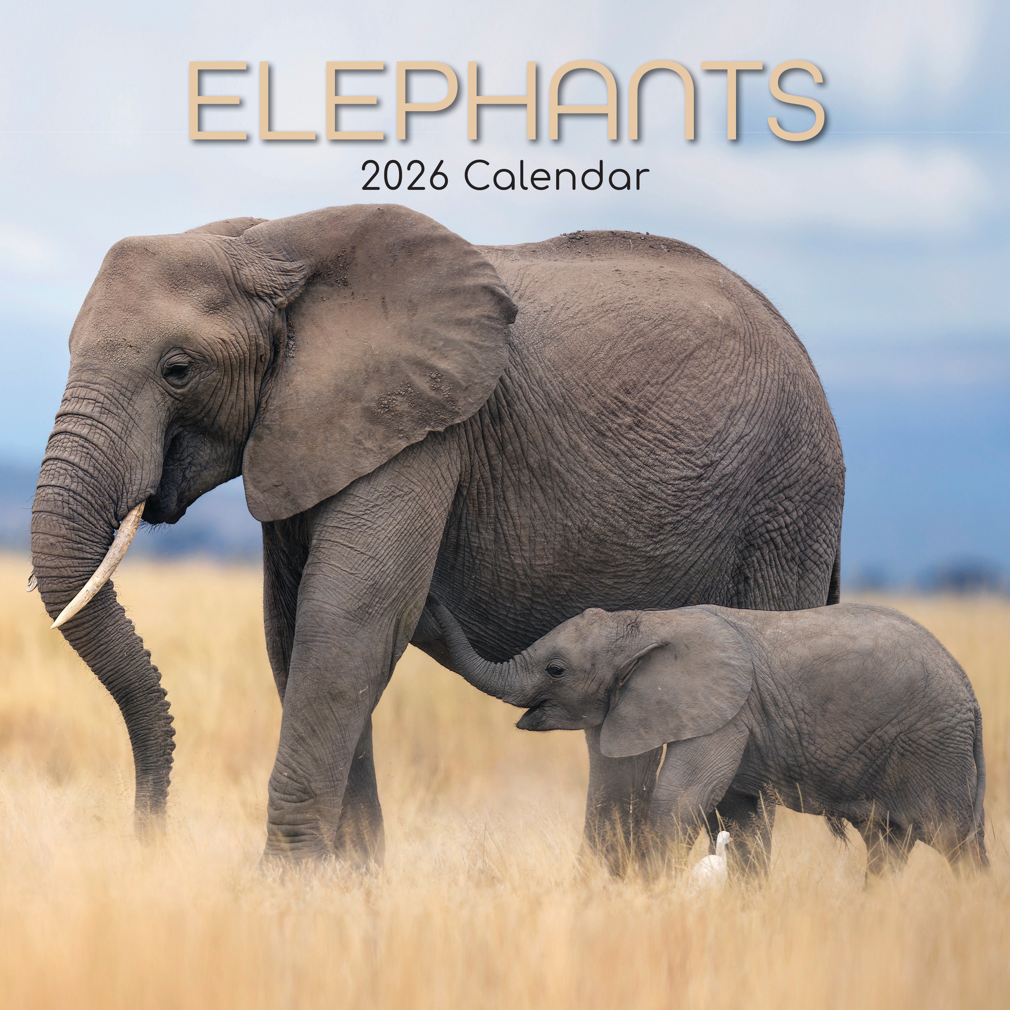 2026 Elephants - Square Wall Calendar