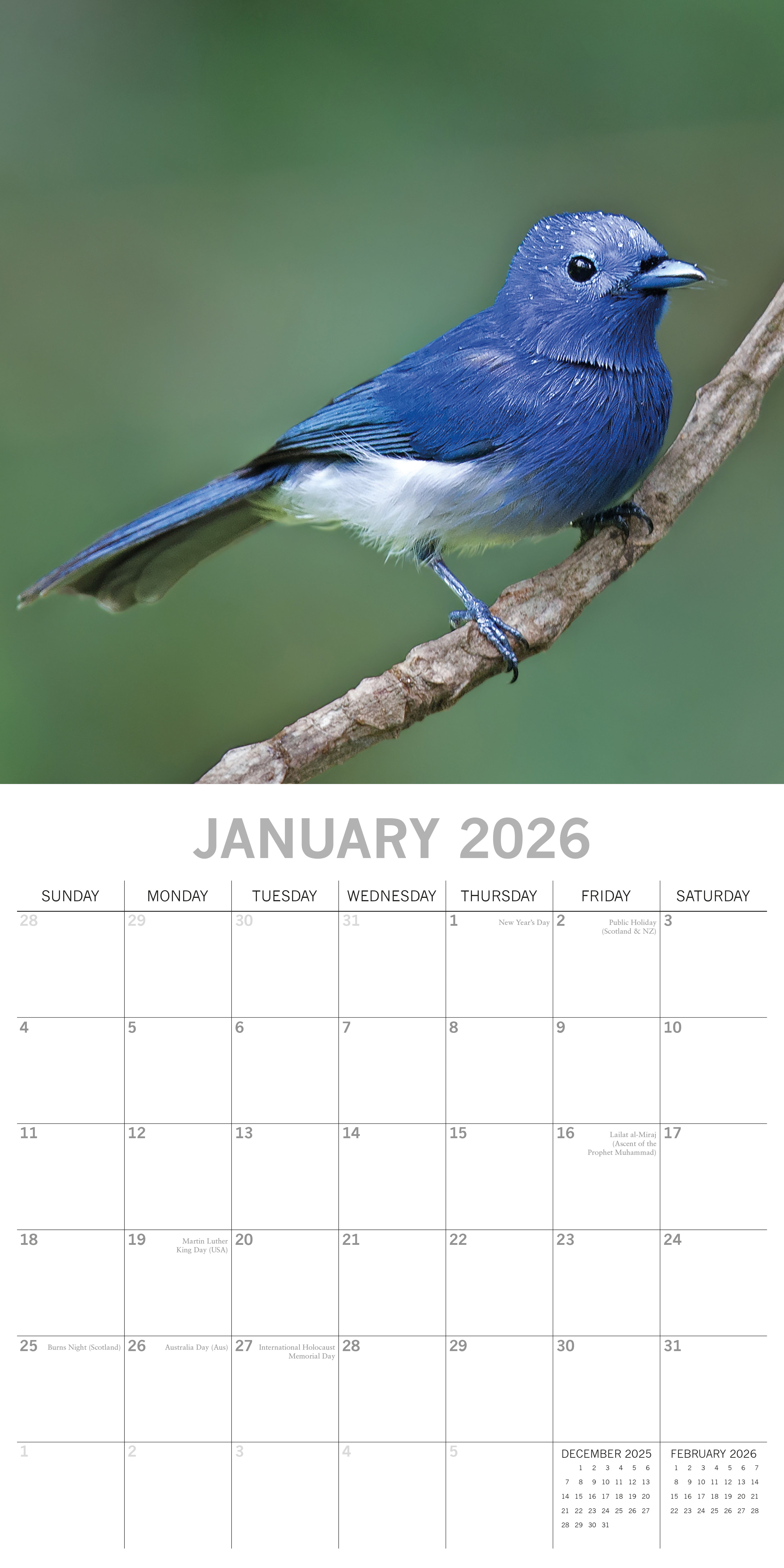 2026 Exotic Birds - Square Wall Calendar