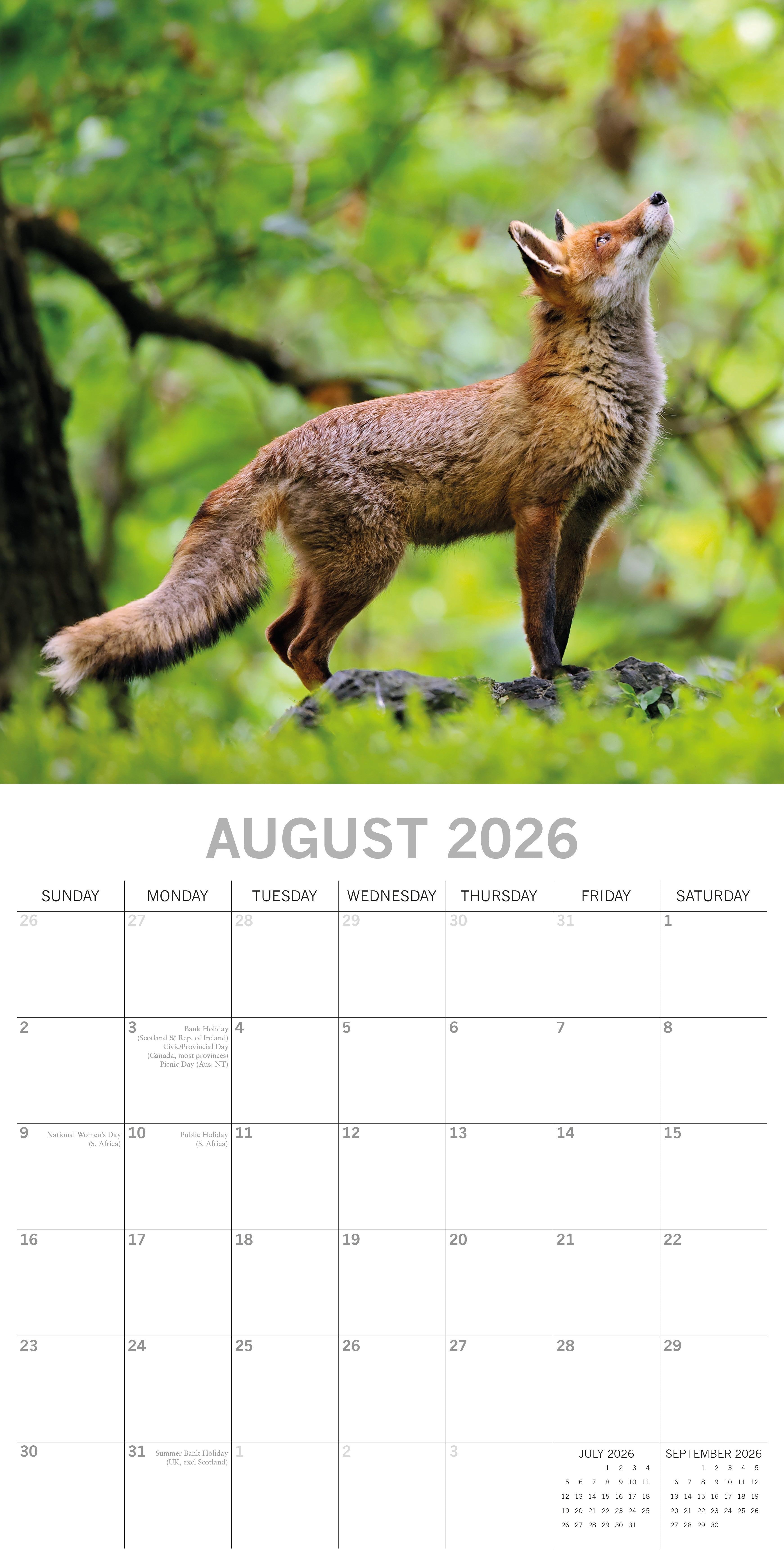 2026 Foxes - Square Wall Calendar
