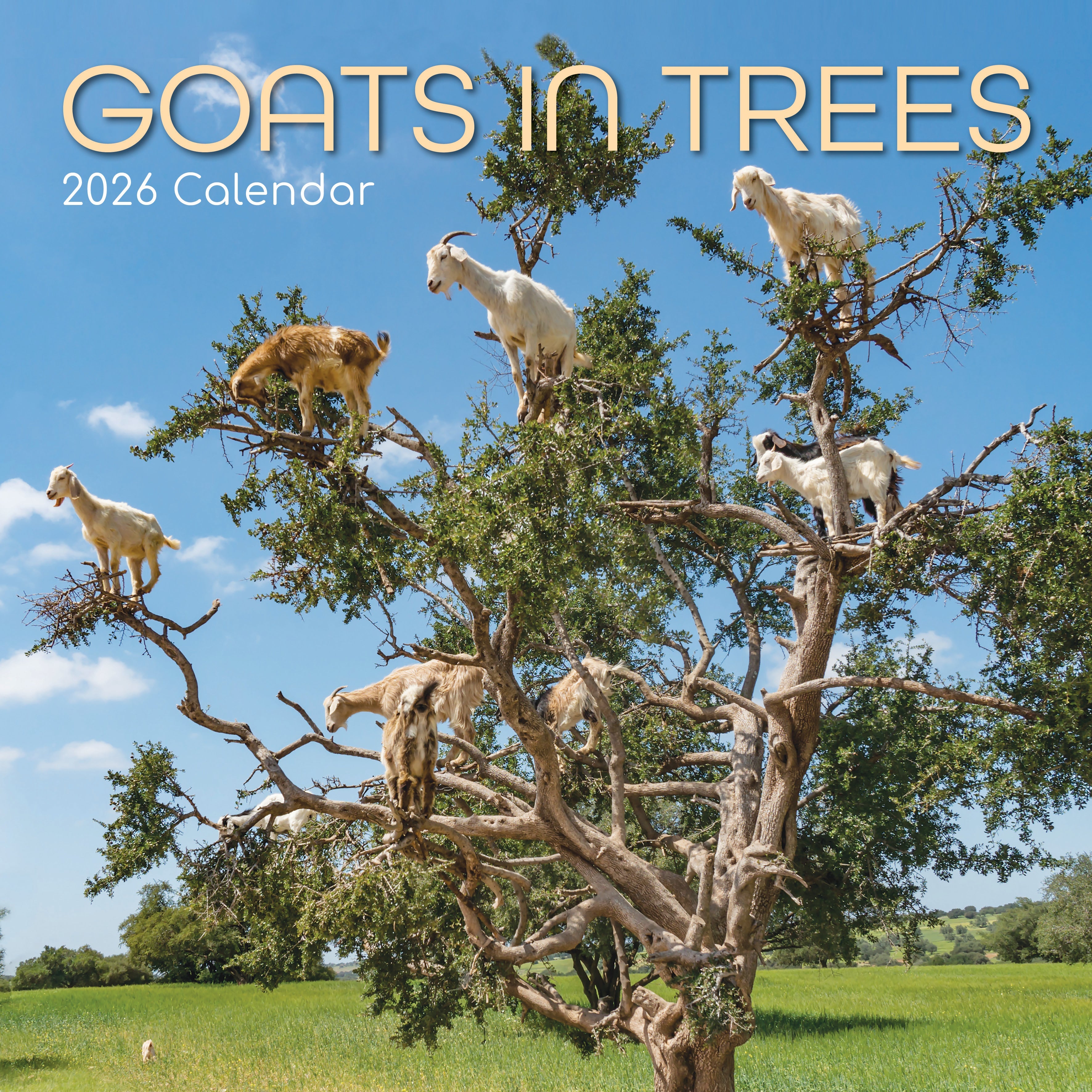2026 Goats in Trees - Square Wall Calendar