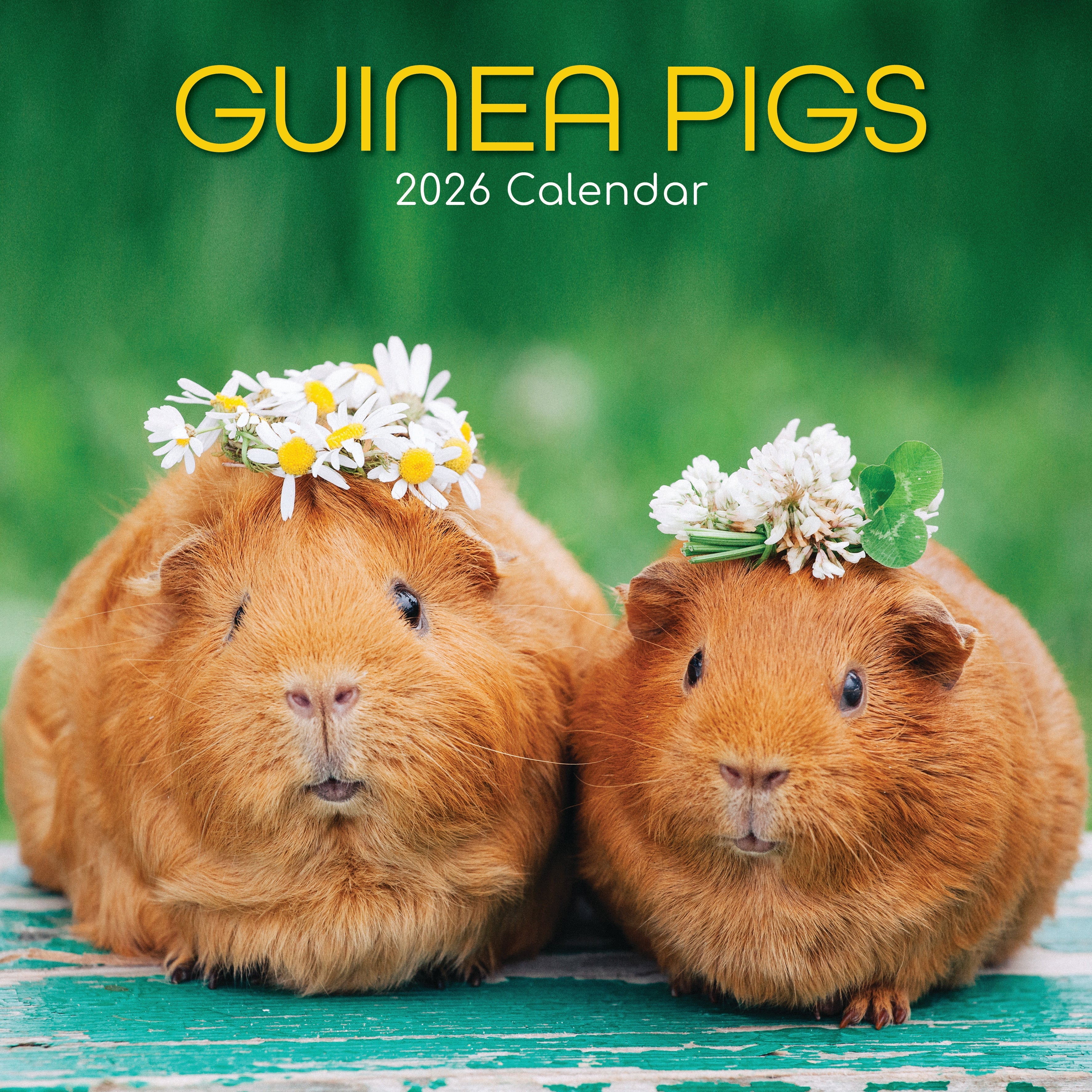 2026 Guinea Pigs - Square Wall Calendar