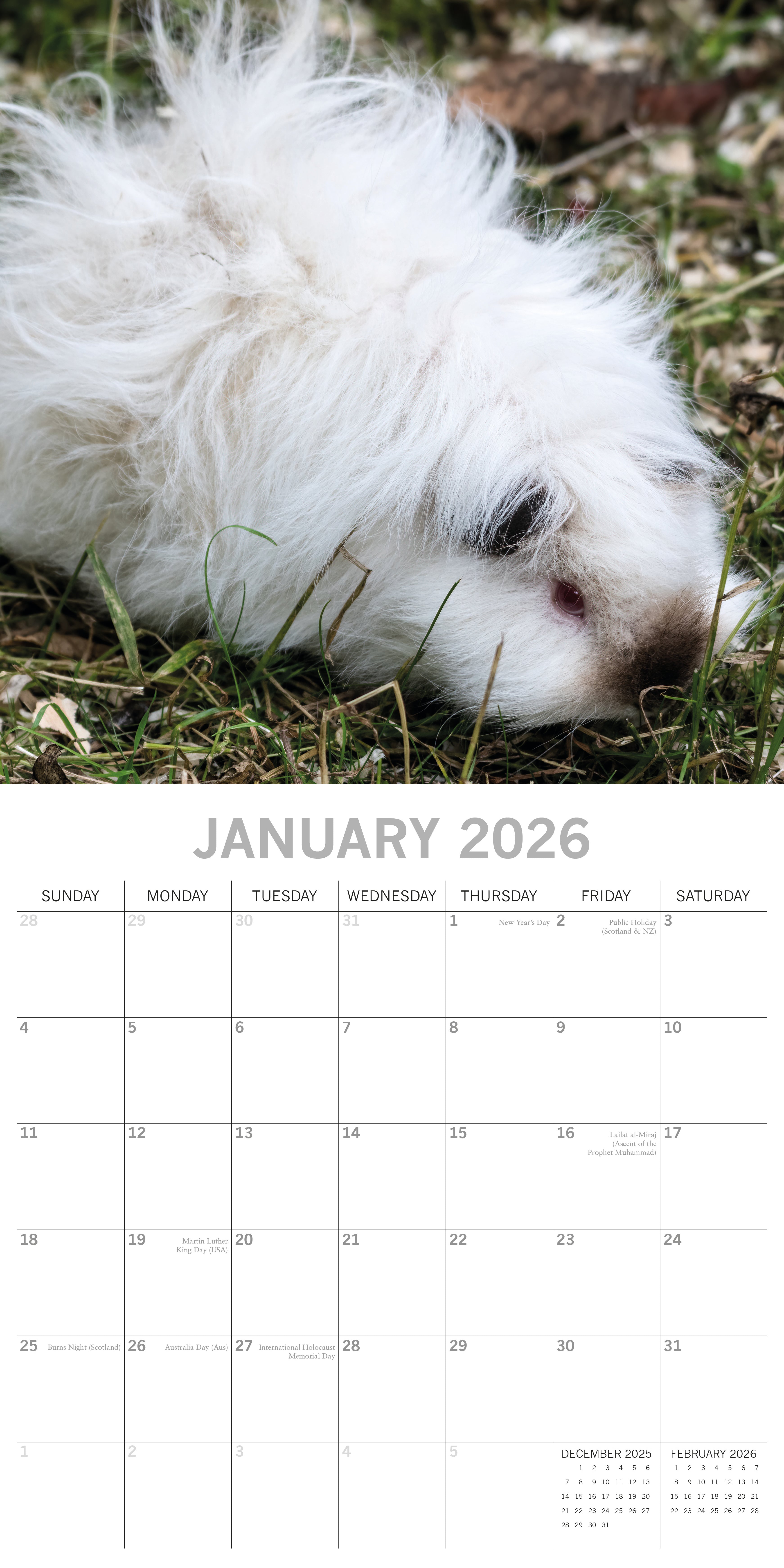 2026 Guinea Pigs - Square Wall Calendar