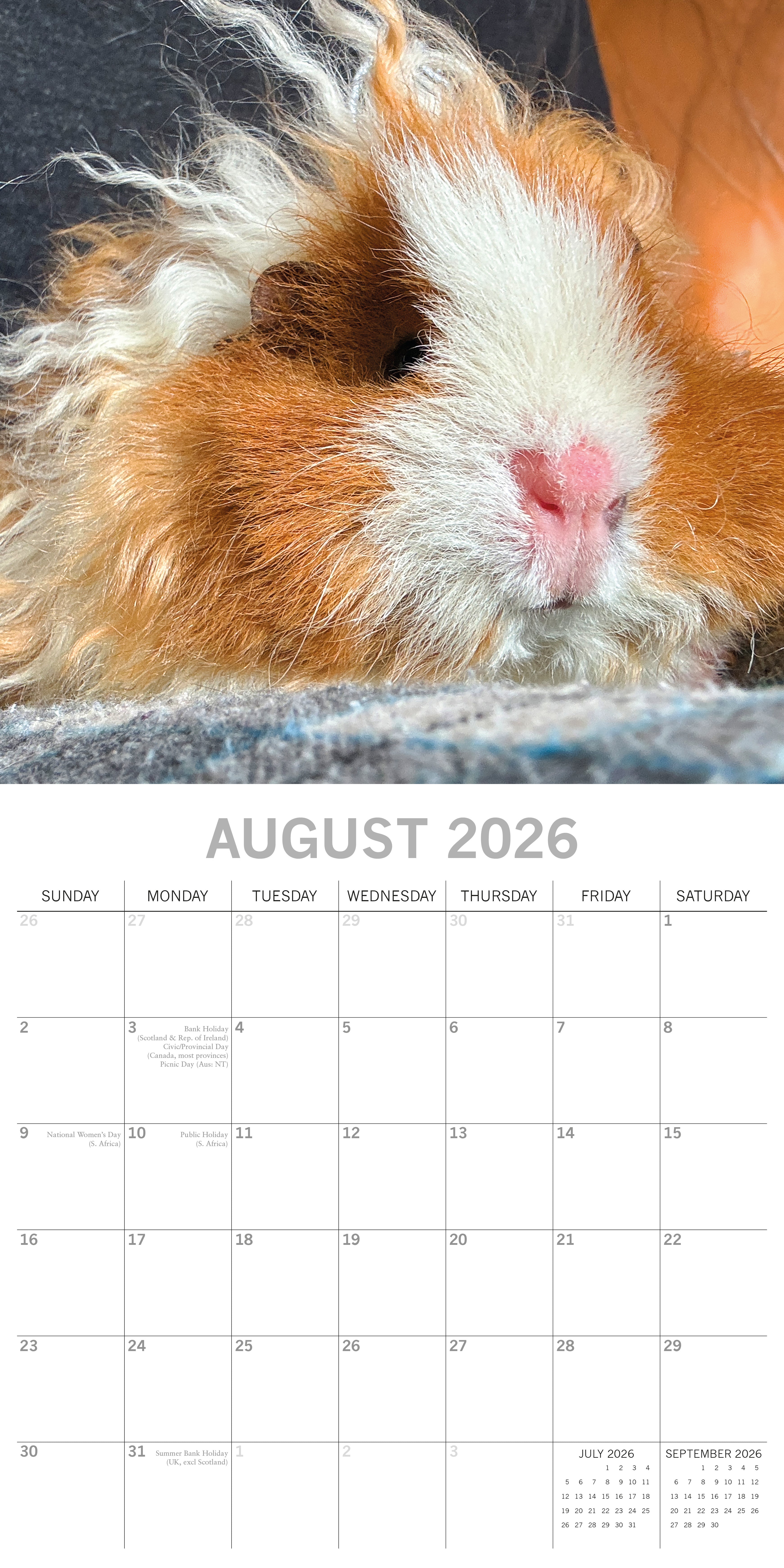 2026 Guinea Pigs - Square Wall Calendar