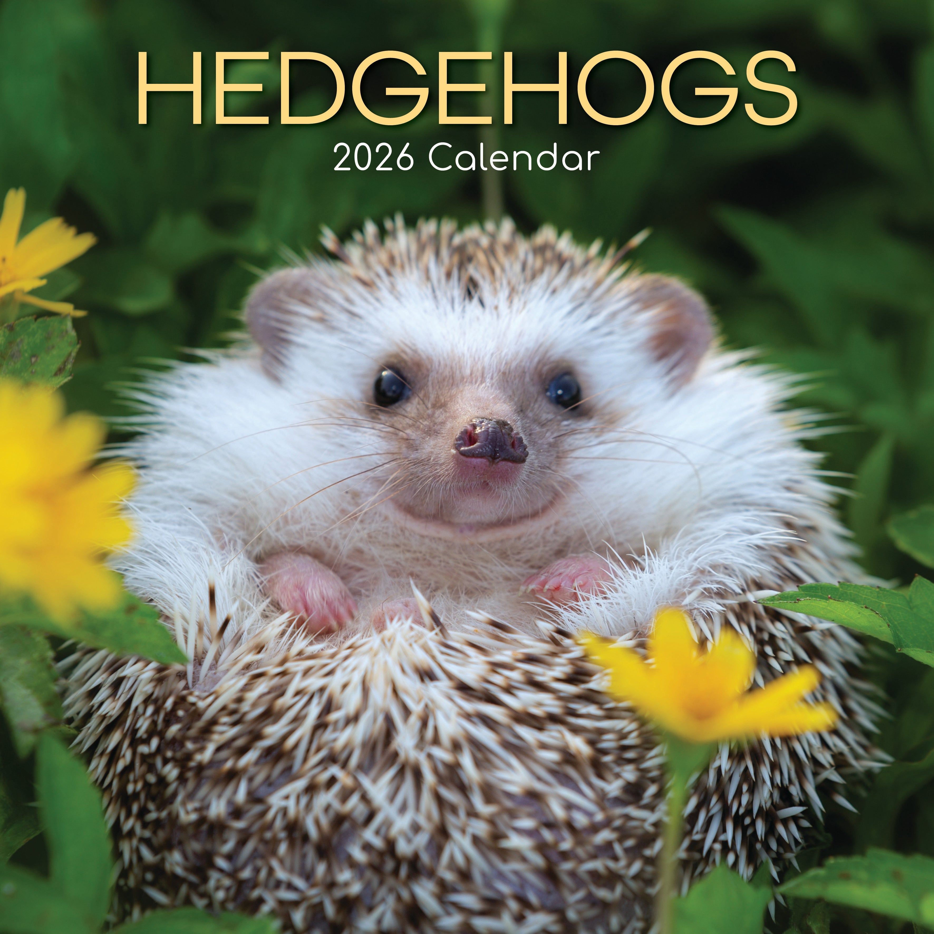 2026 Hedgehogs - Square Wall Calendar