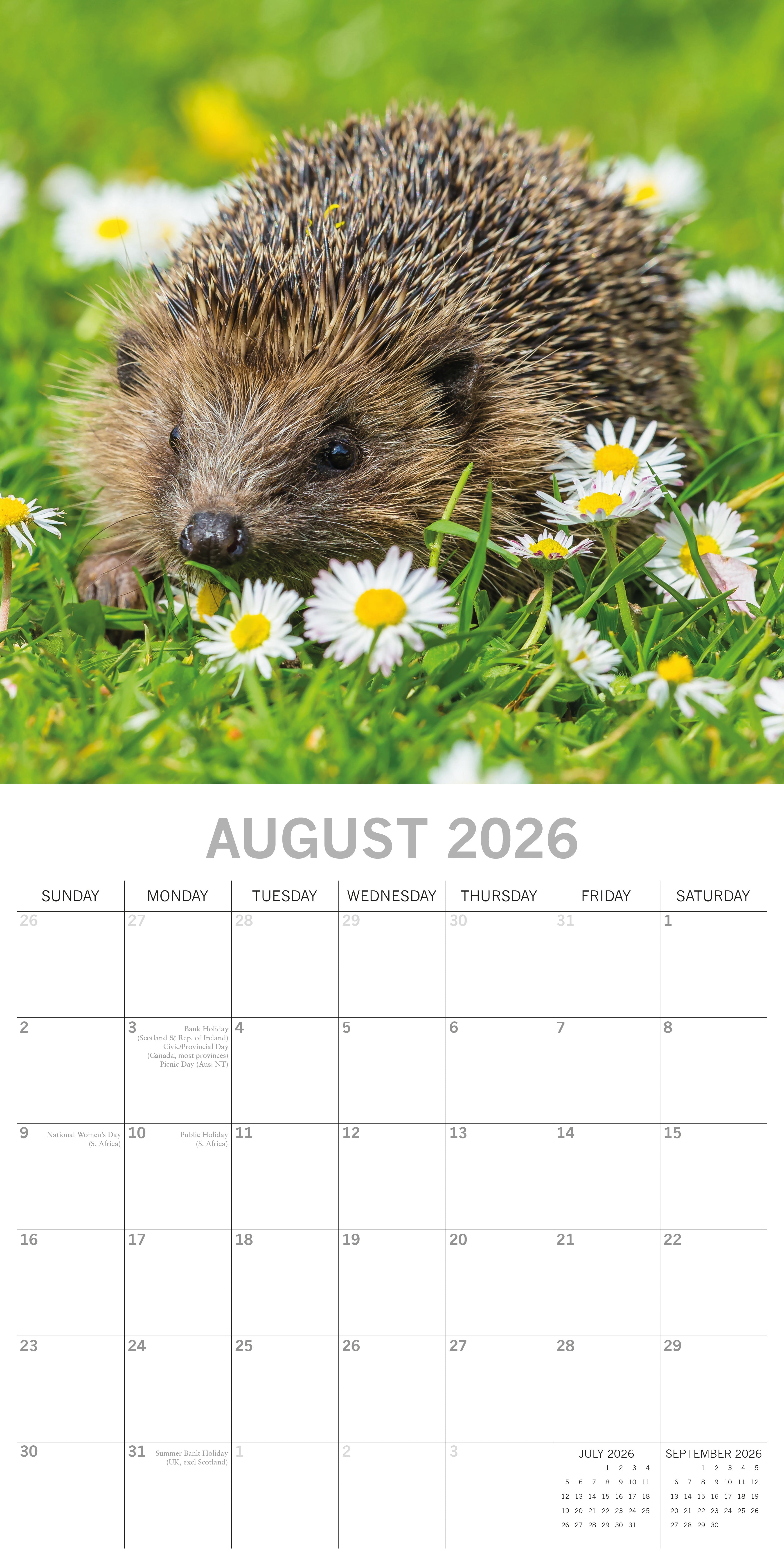 2026 Hedgehogs - Square Wall Calendar