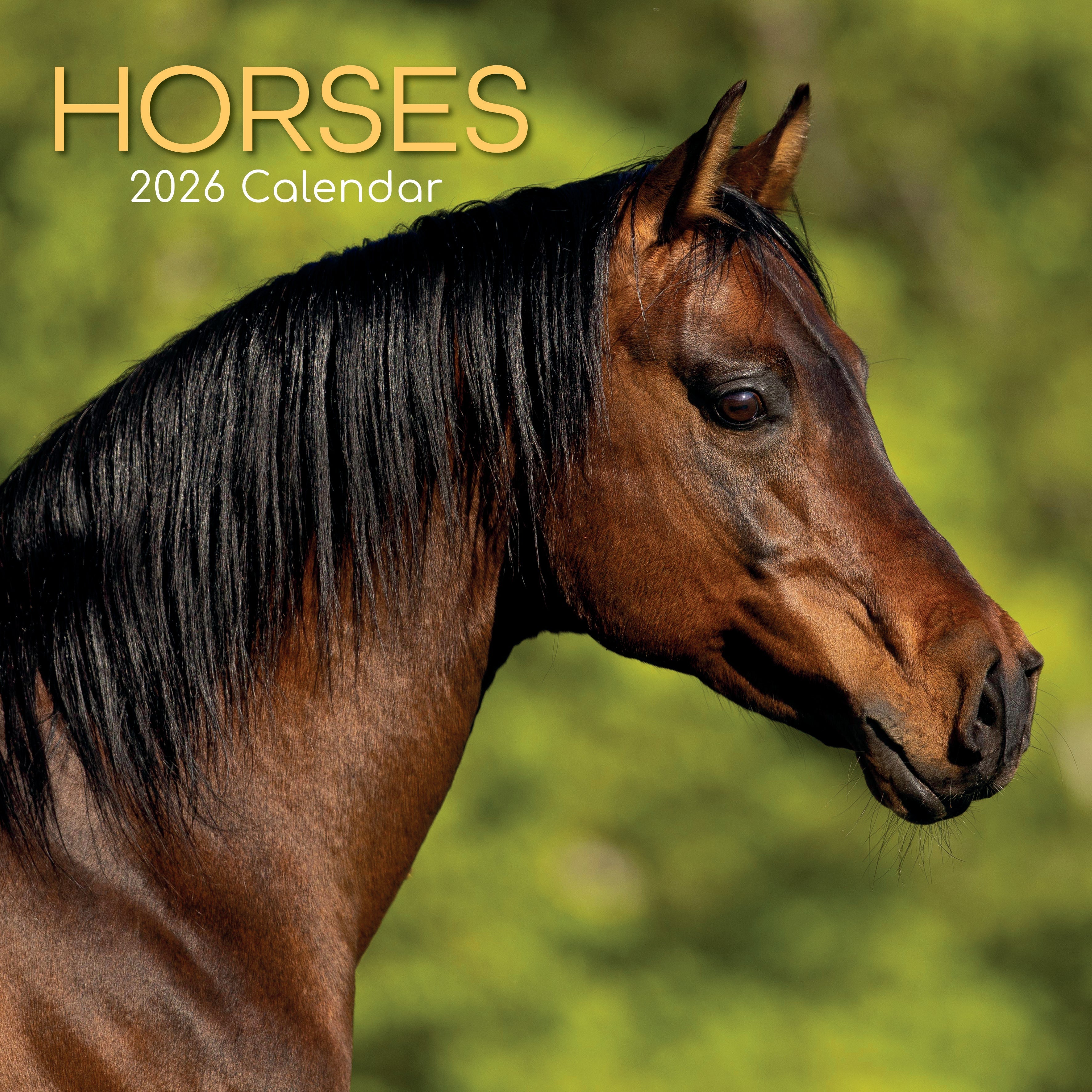 2026 Horses - Square Wall Calendar