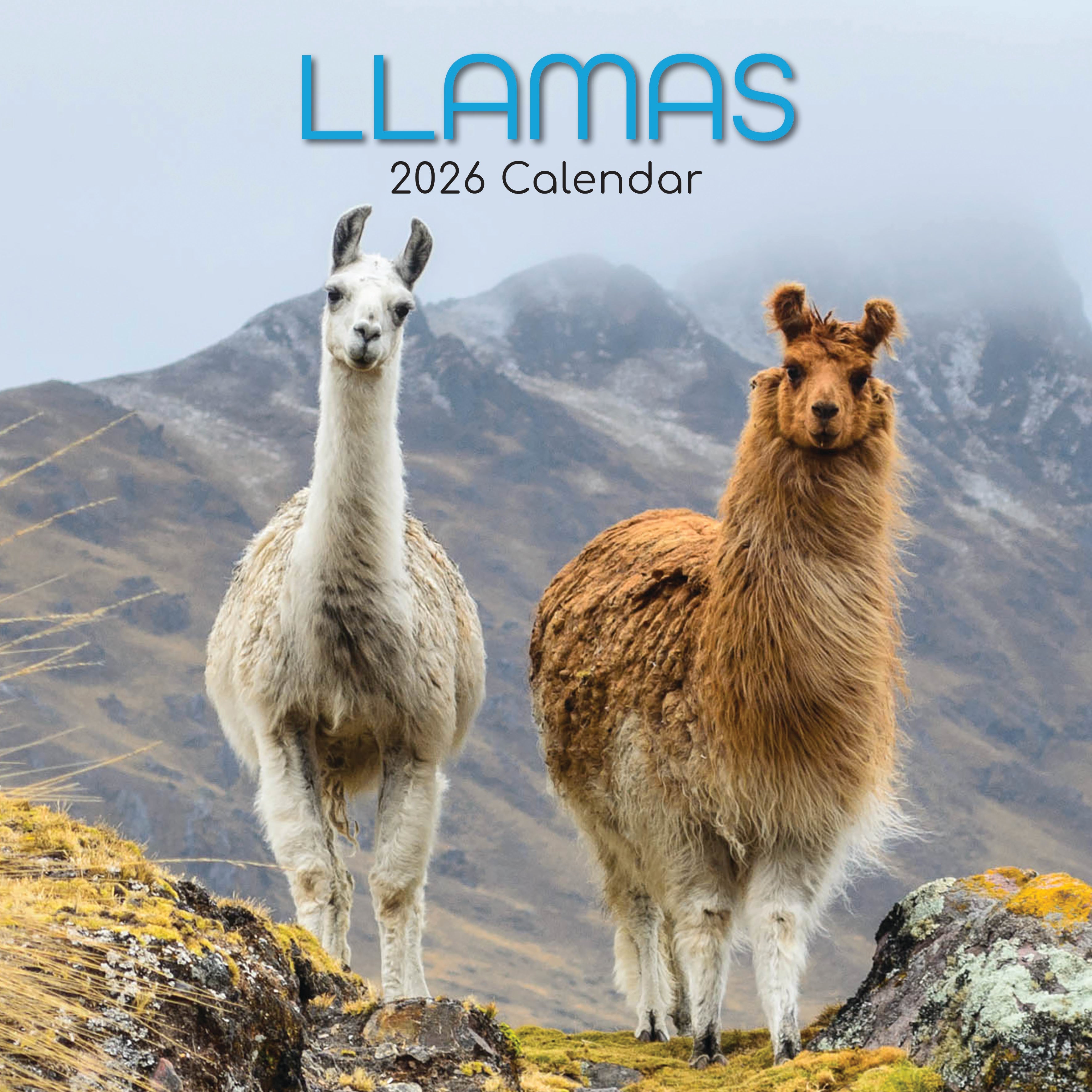 2026 Llamas - Square Wall Calendar