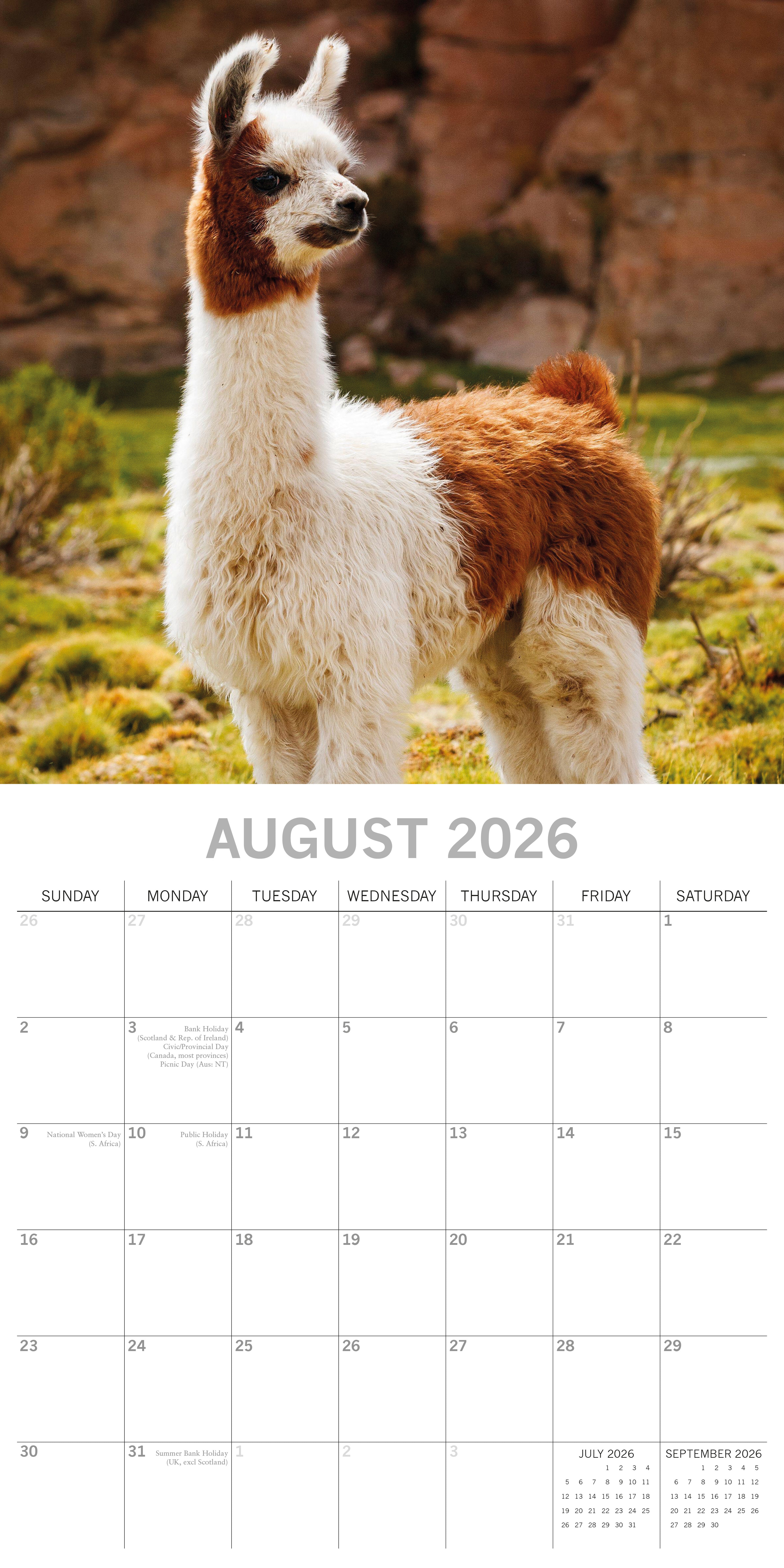2026 Llamas - Square Wall Calendar