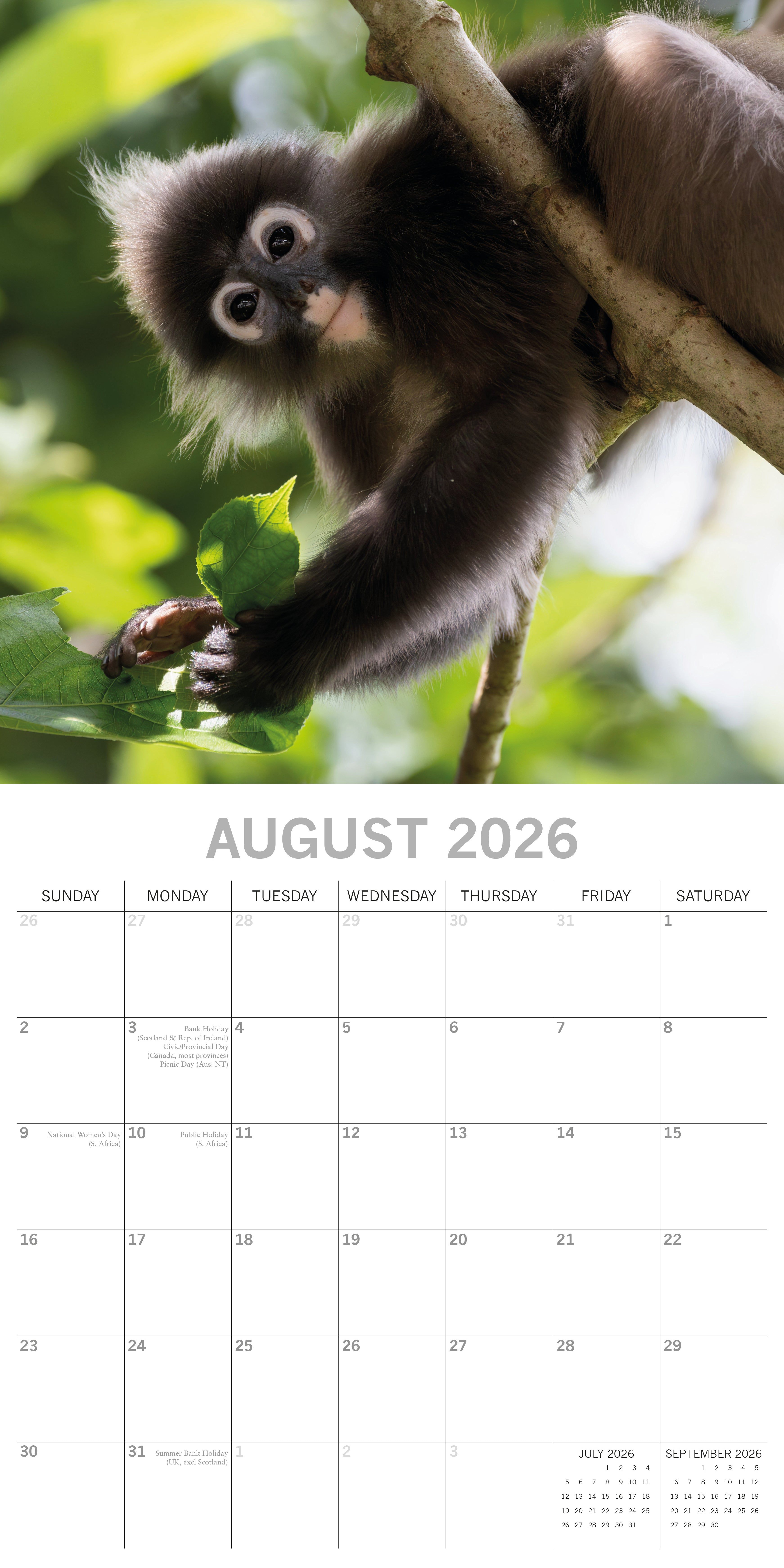 2026 Monkey Business - Square Wall Calendar