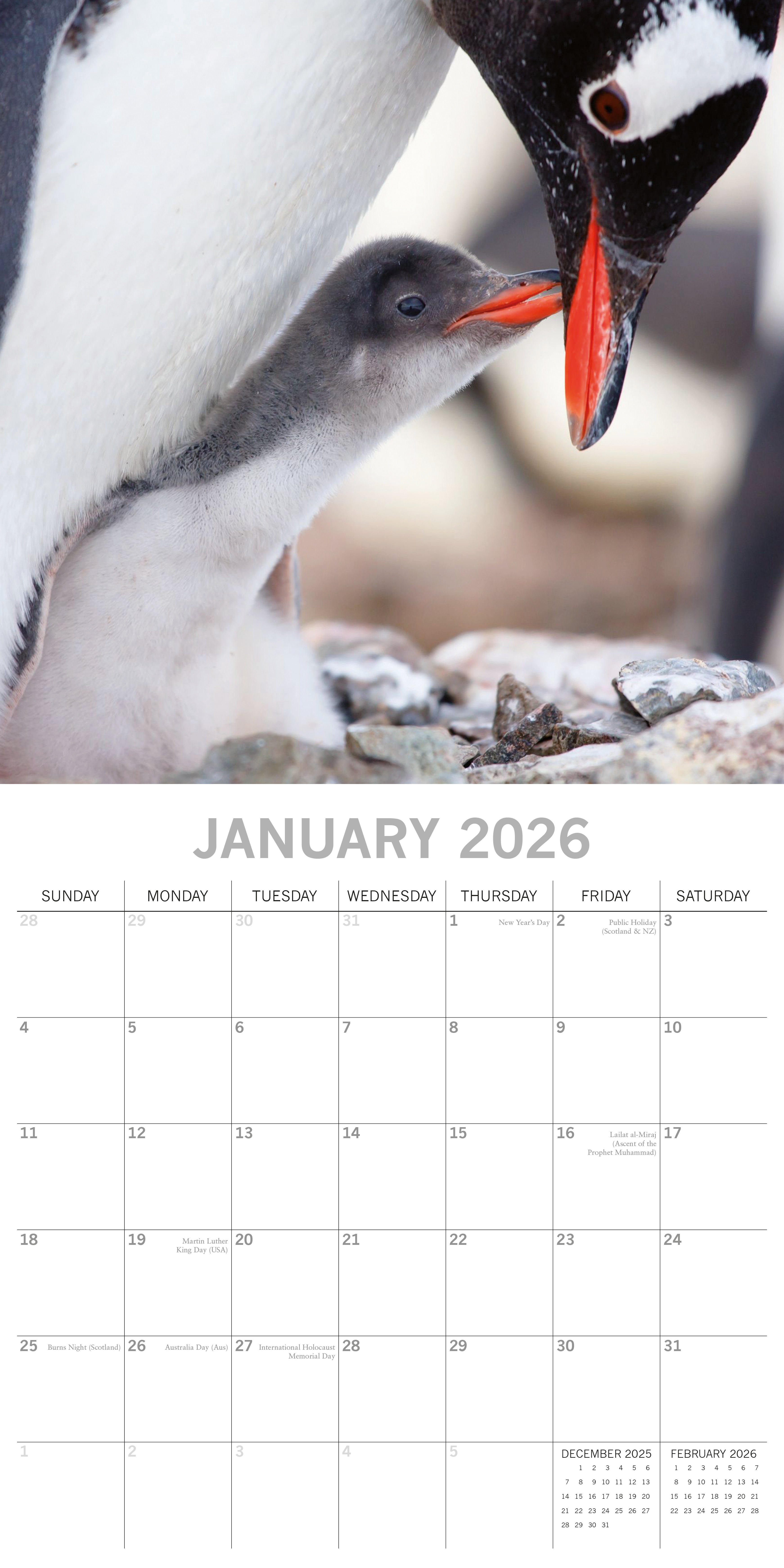 2026 Penguins - Square Wall Calendar