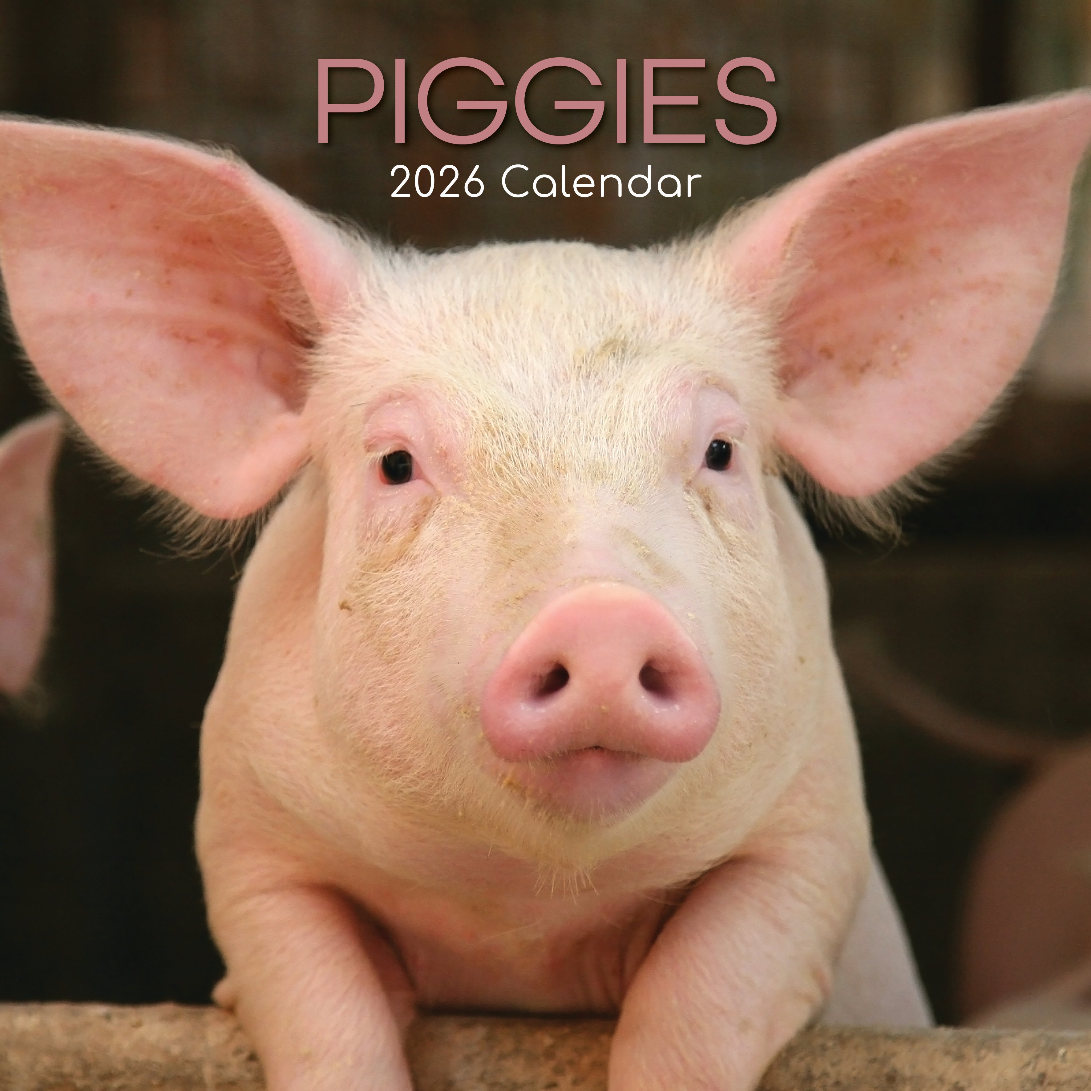 2026 Piggies - Square Wall Calendar