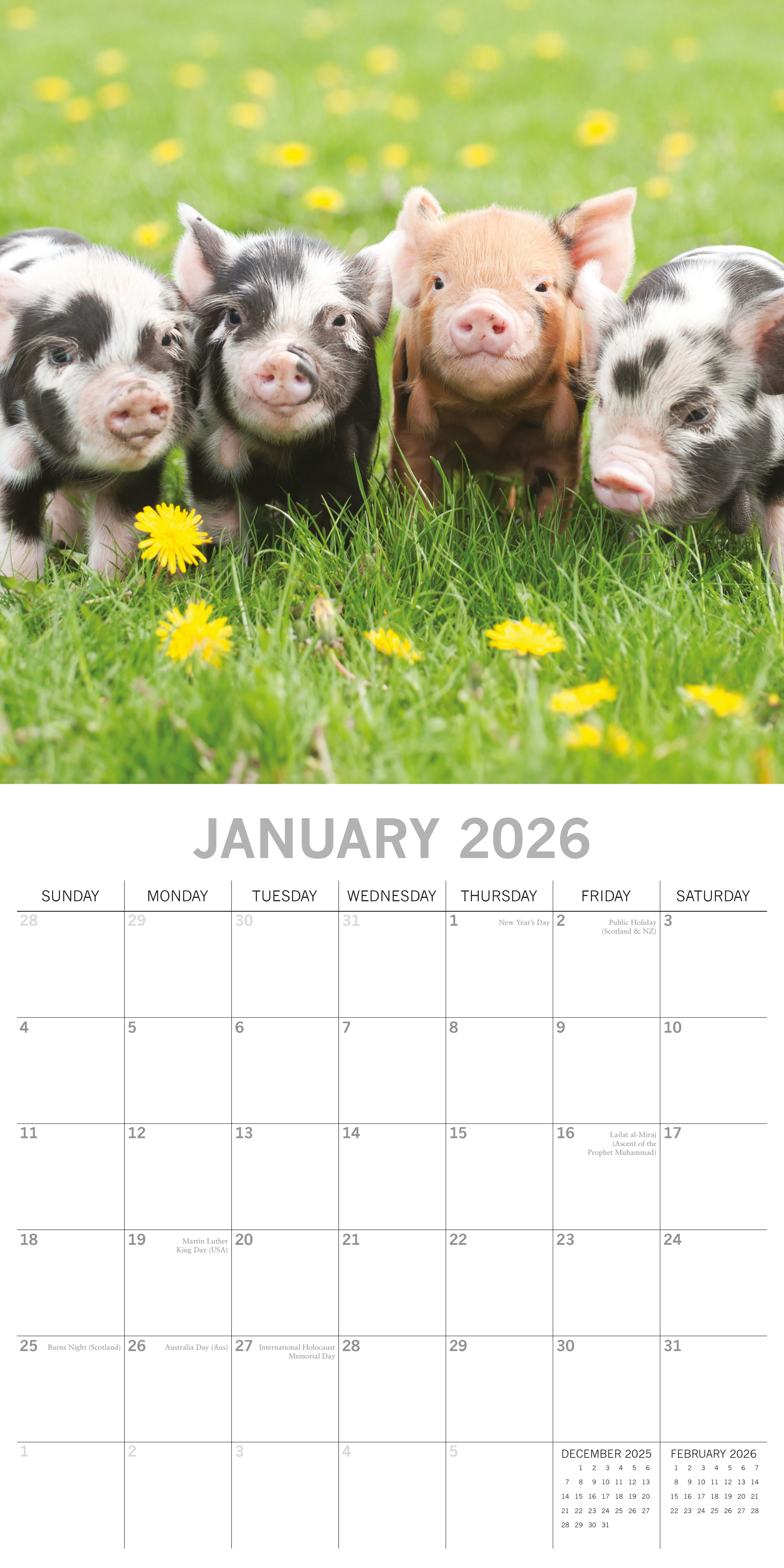 2026 Piggies - Square Wall Calendar