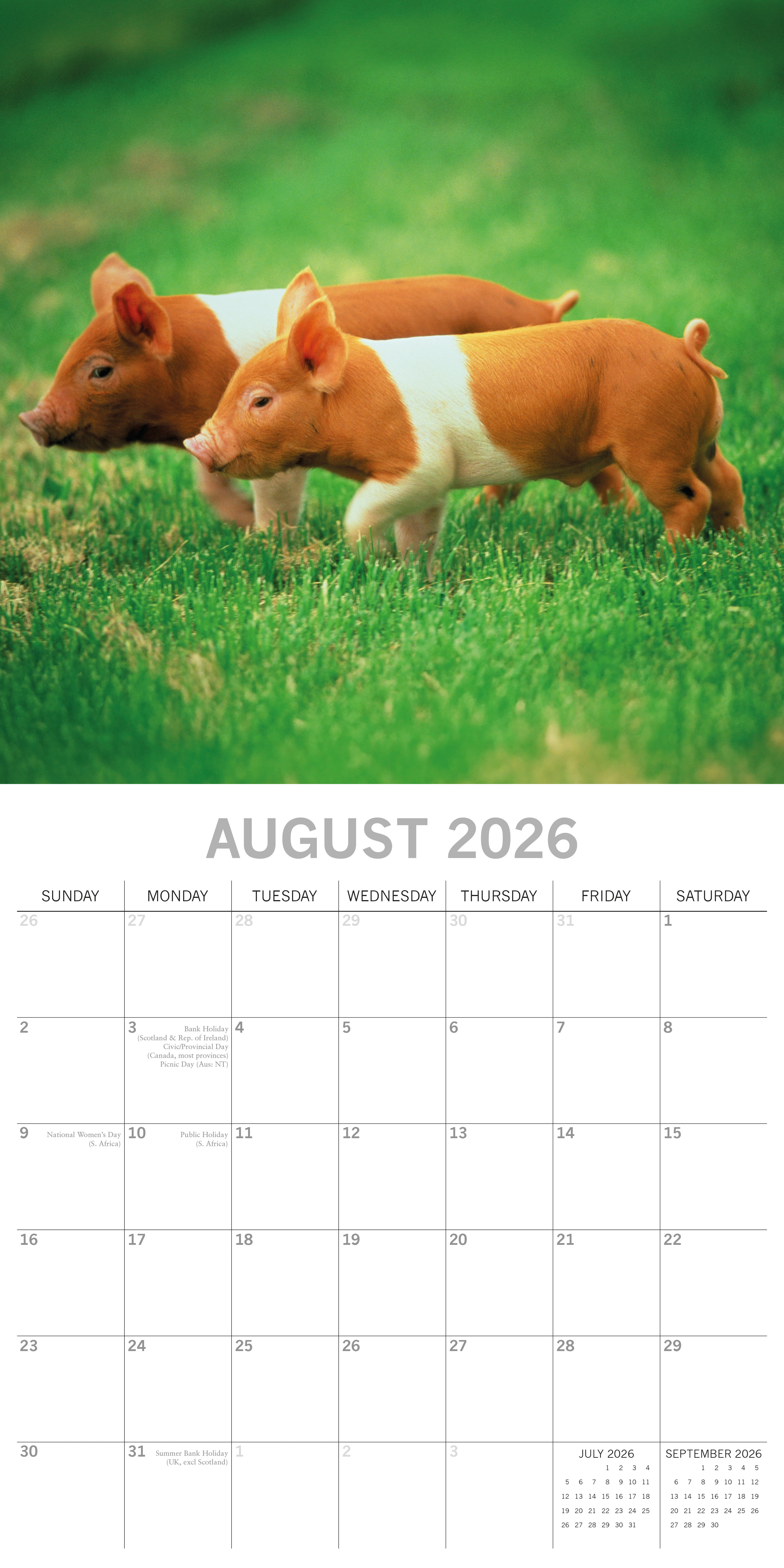 2026 Piggies - Square Wall Calendar