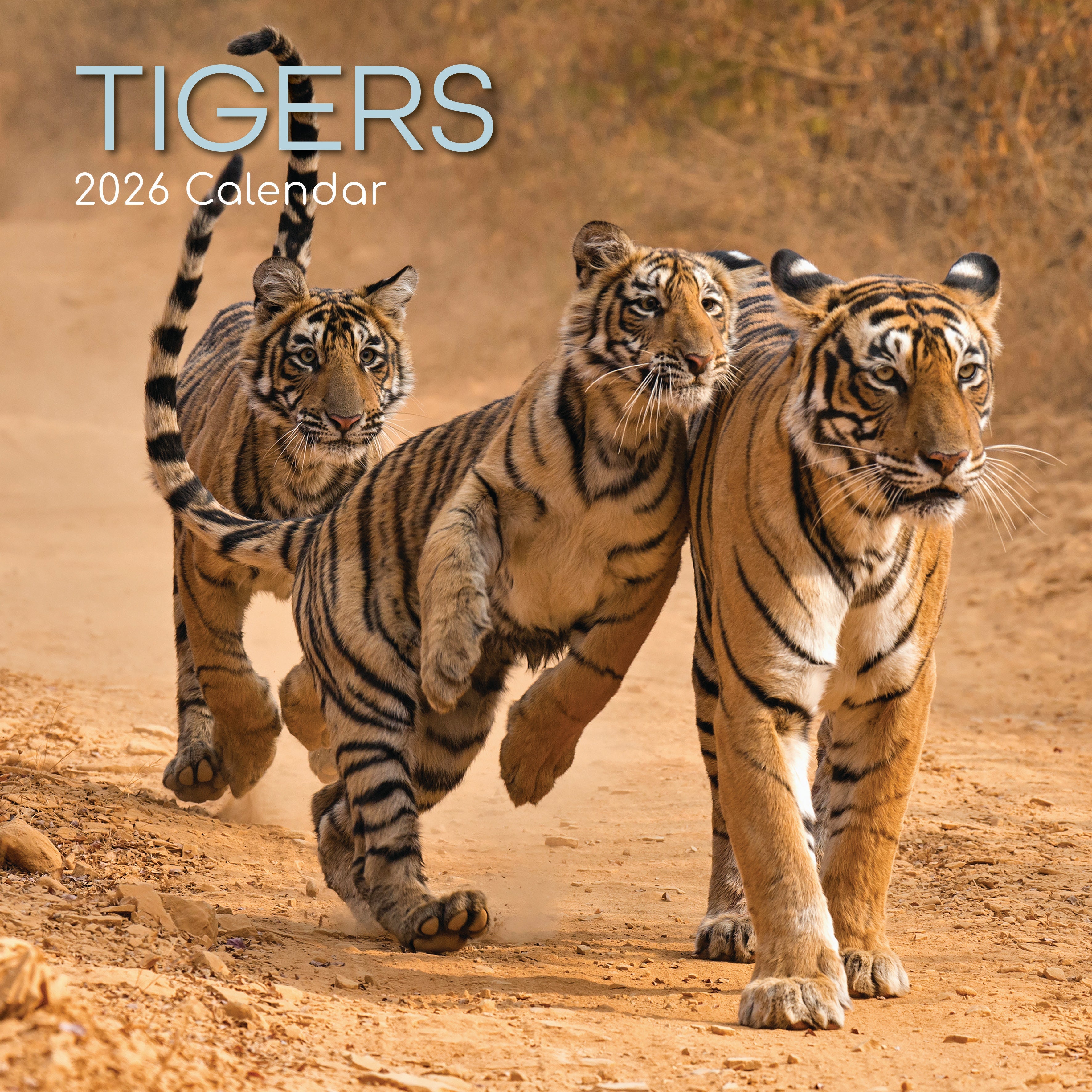 2026 Tigers - Square Wall Calendar