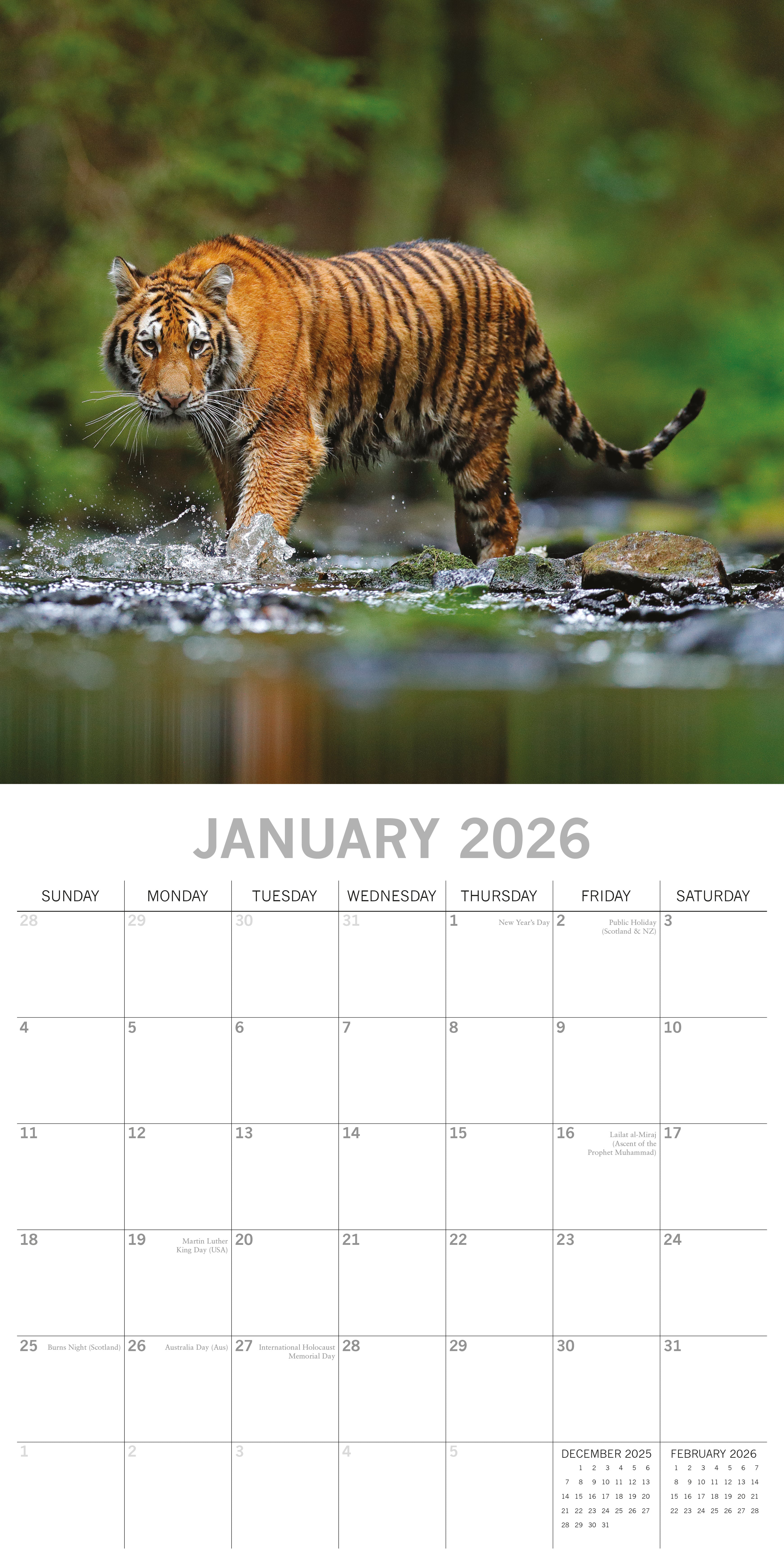 2026 Tigers - Square Wall Calendar