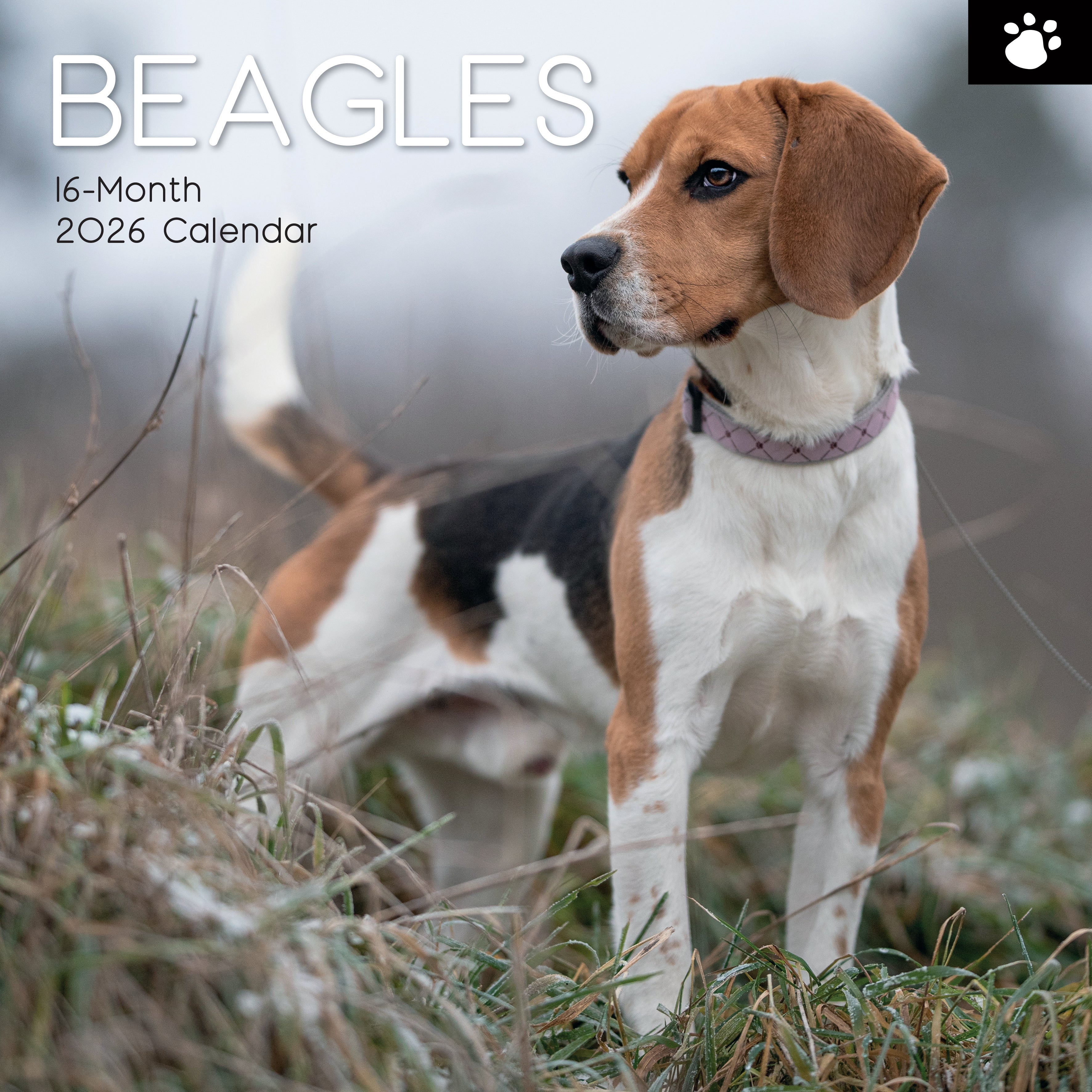 2026 Beagles - Square Wall Calendar