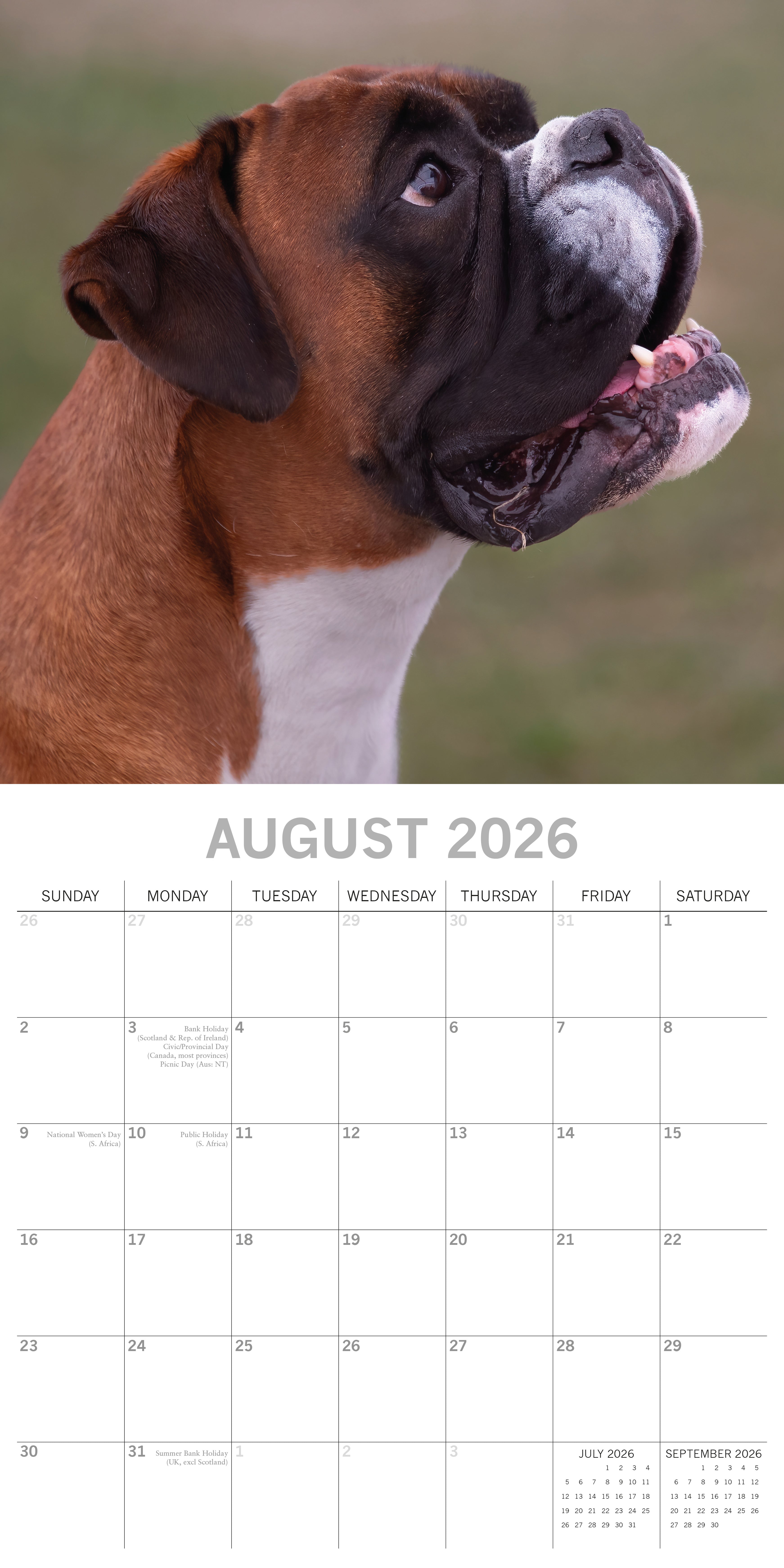 2026 Boxers - Square Wall Calendar