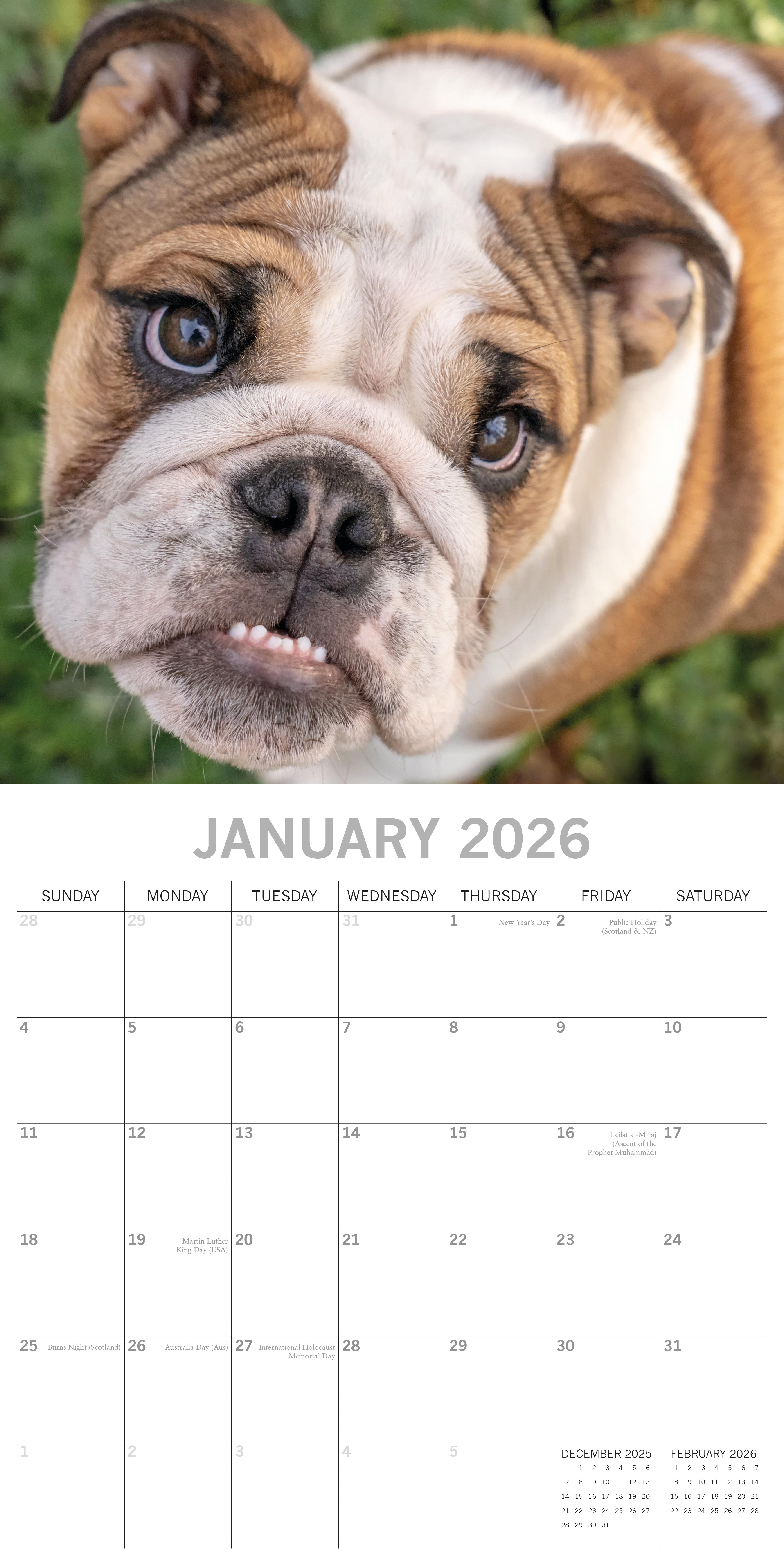 2026 Bulldogs - Square Wall Calendar