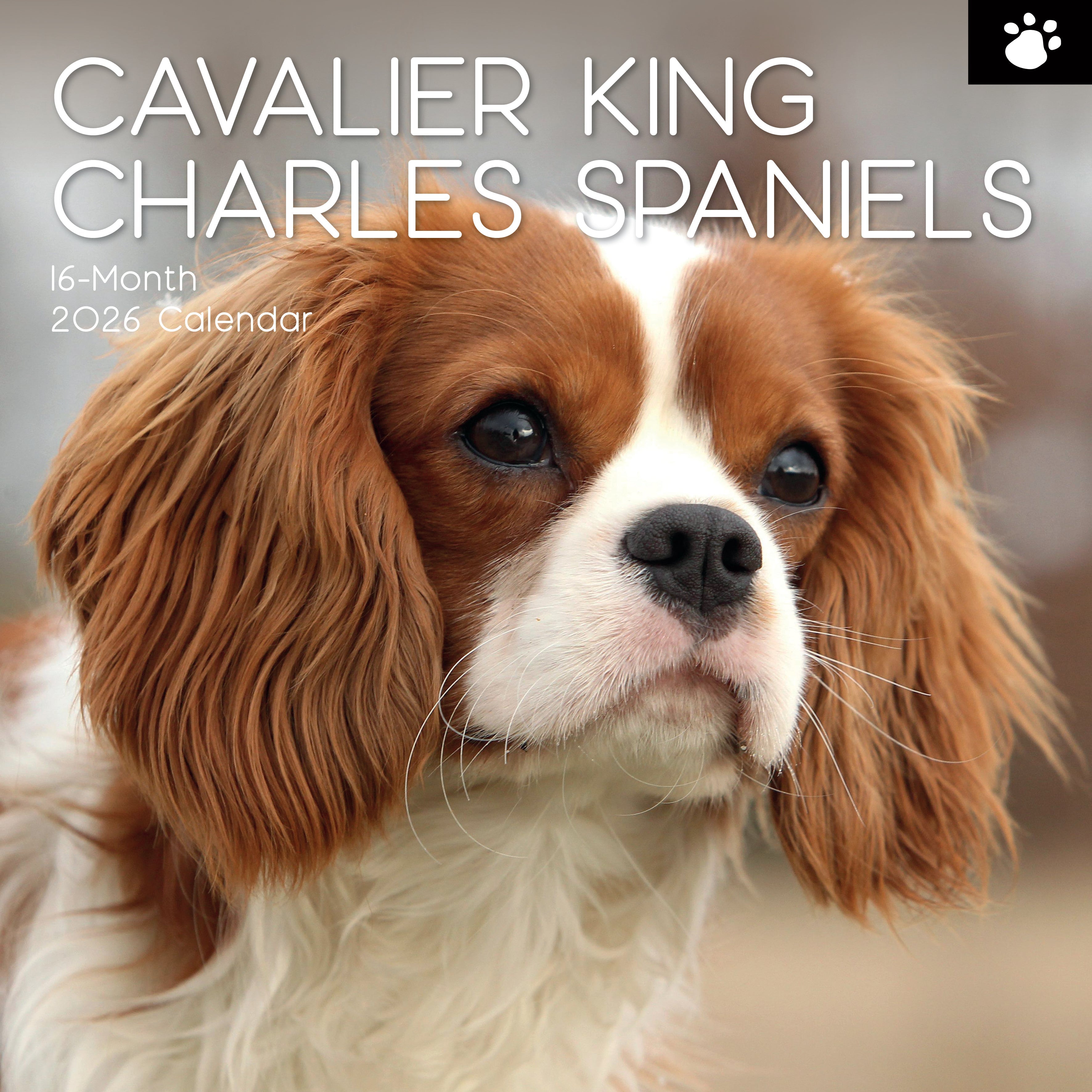 2026 Cavalier King Charles Spaniels Square Wall Calendar