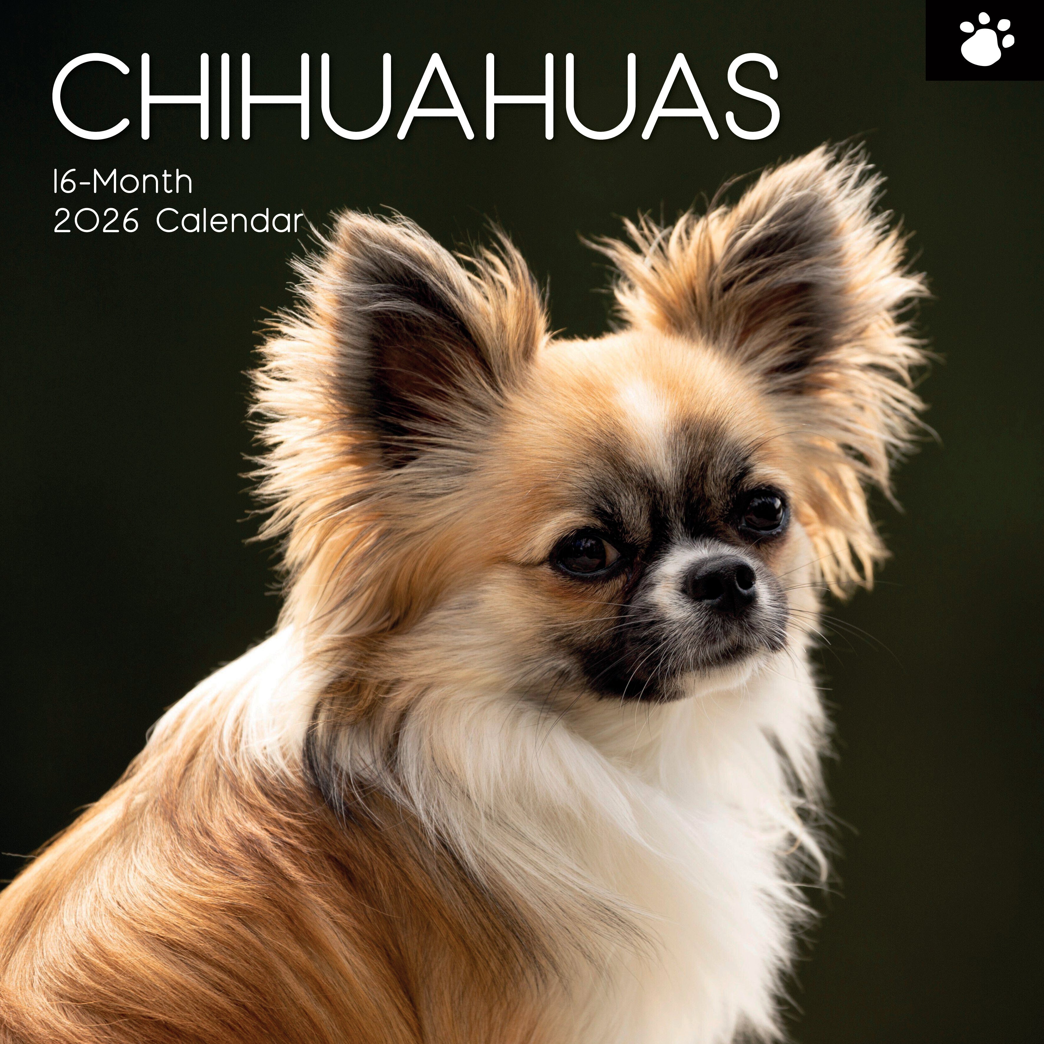 2026 Chihuahuas Square Wall Calendar - Main Image